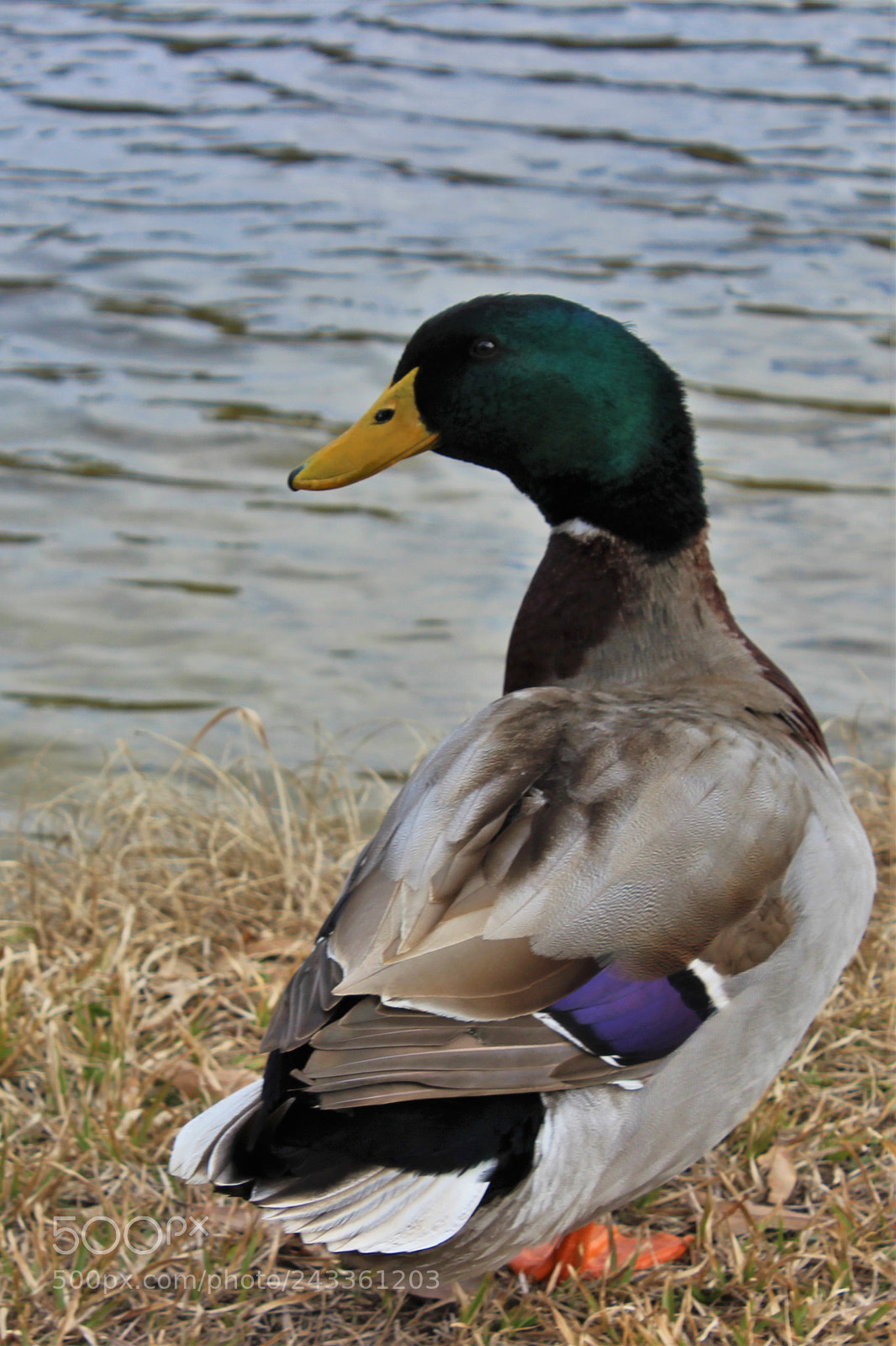 Canon EOS 600D (Rebel EOS T3i / EOS Kiss X5) sample photo. Greenhead photography