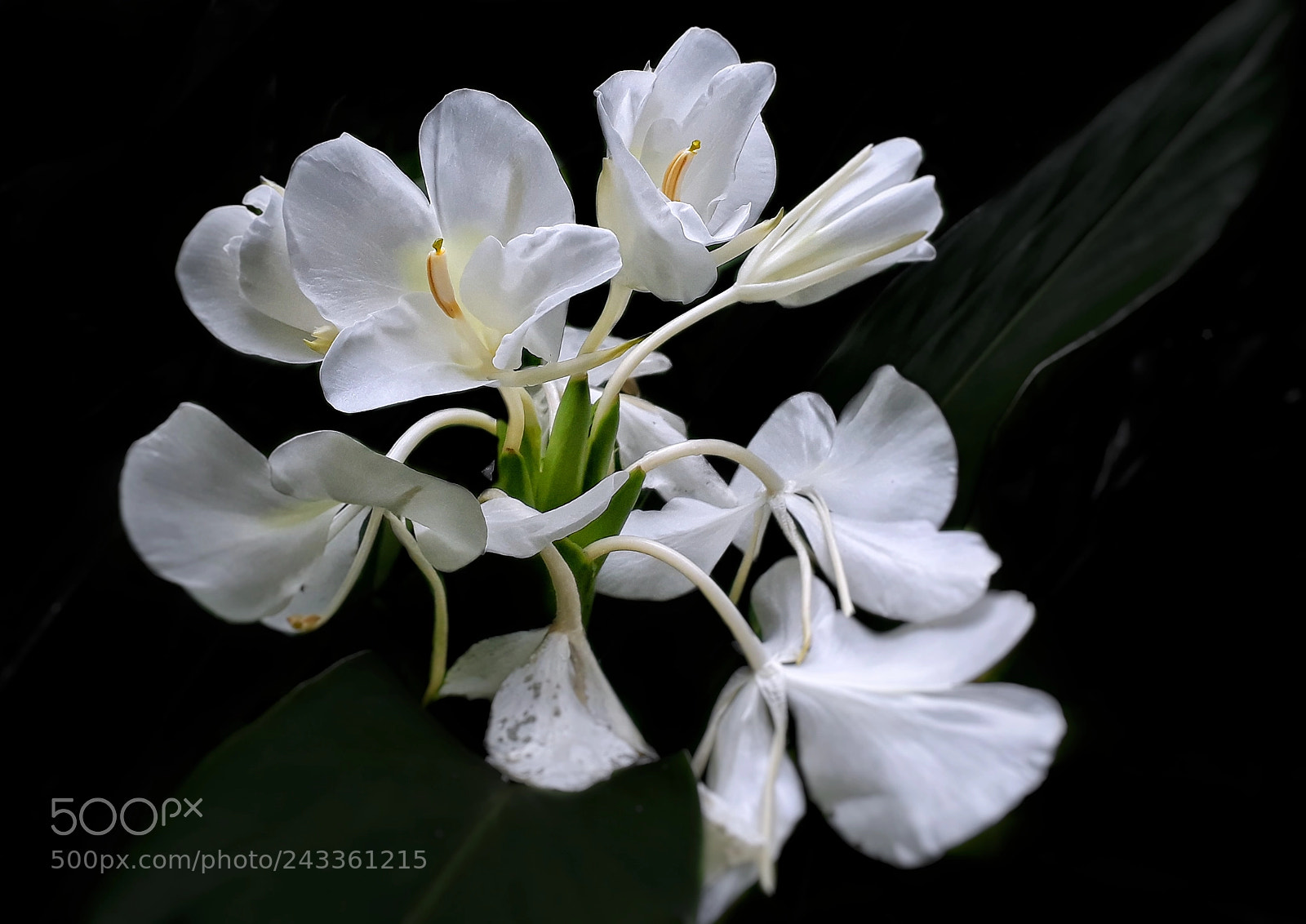 Samsung Galaxy J7 Prime sample photo. White wild photography