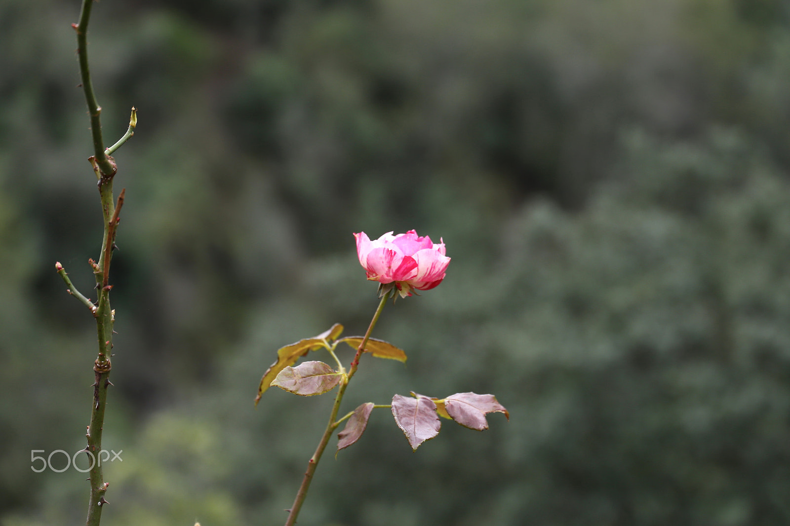 Canon EOS 6D + Canon EF 24-105mm F3.5-5.6 IS STM sample photo. The single rose photography