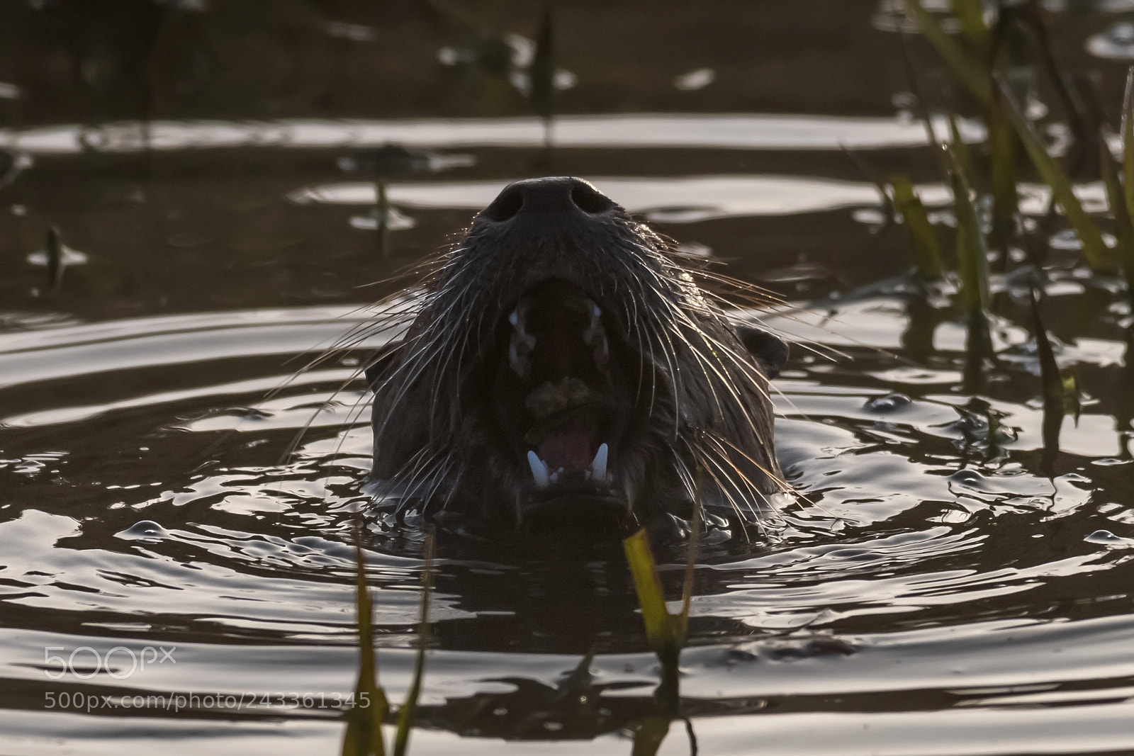 Nikon D500 sample photo. River otter chomp photography