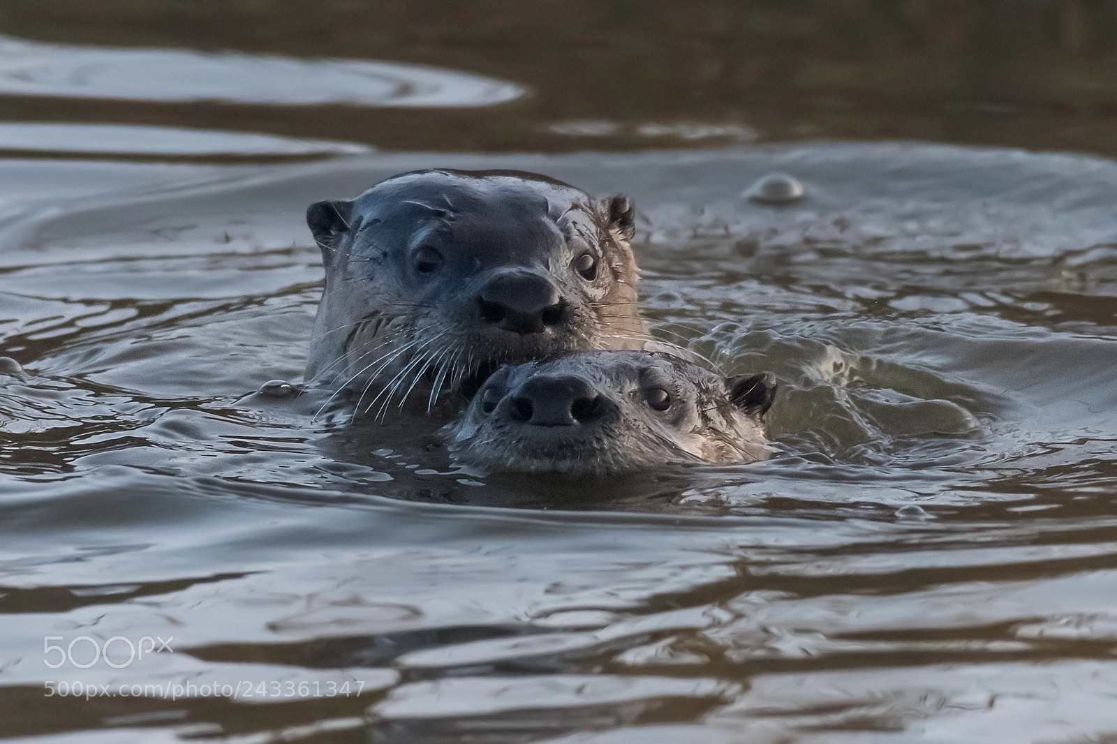 Nikon D500 sample photo. River otter pair photography