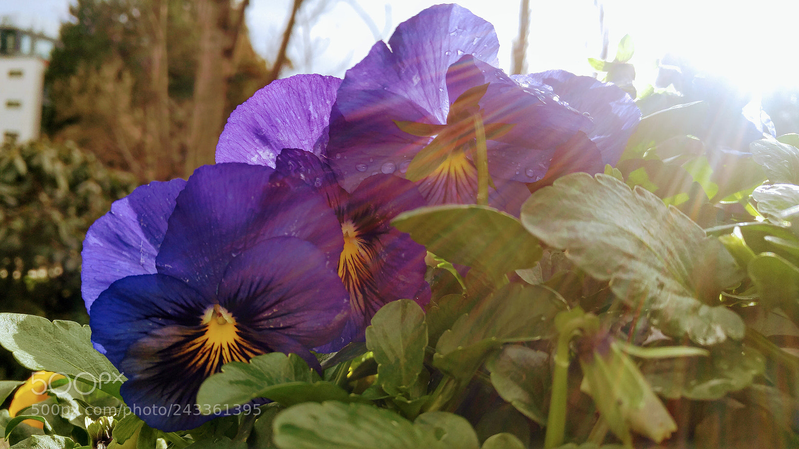 LG G4 sample photo. Sunshine and daisies photography