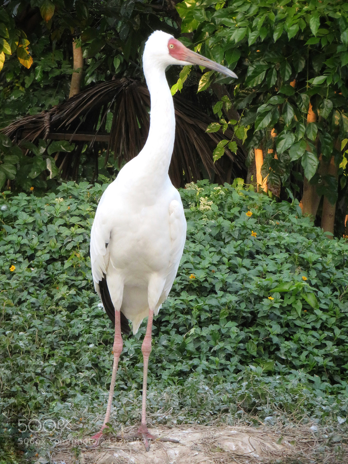 Canon PowerShot SX720 HS sample photo. Siberian crane photography