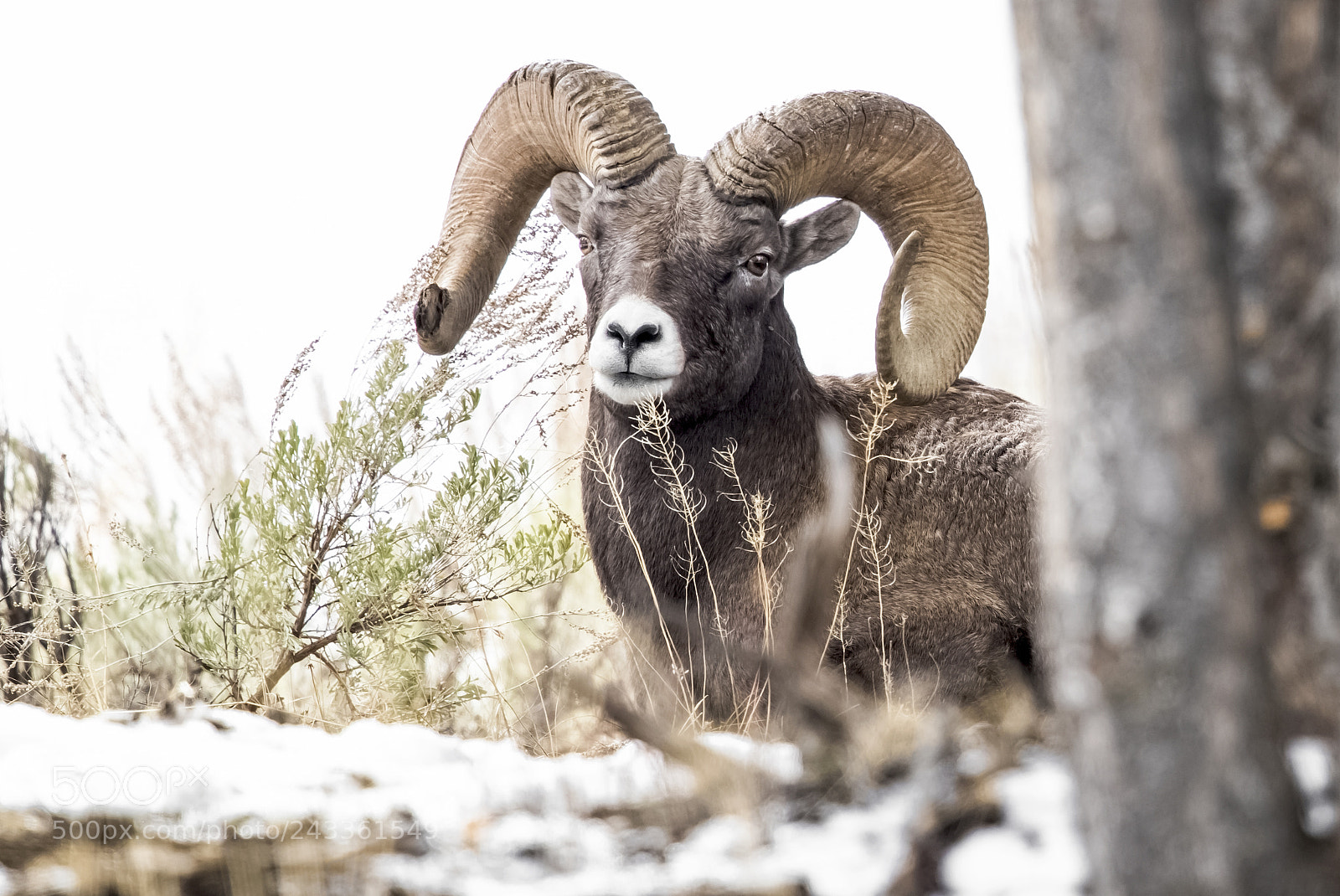 Canon EOS-1D X Mark II sample photo. Bighorn sheep. photography