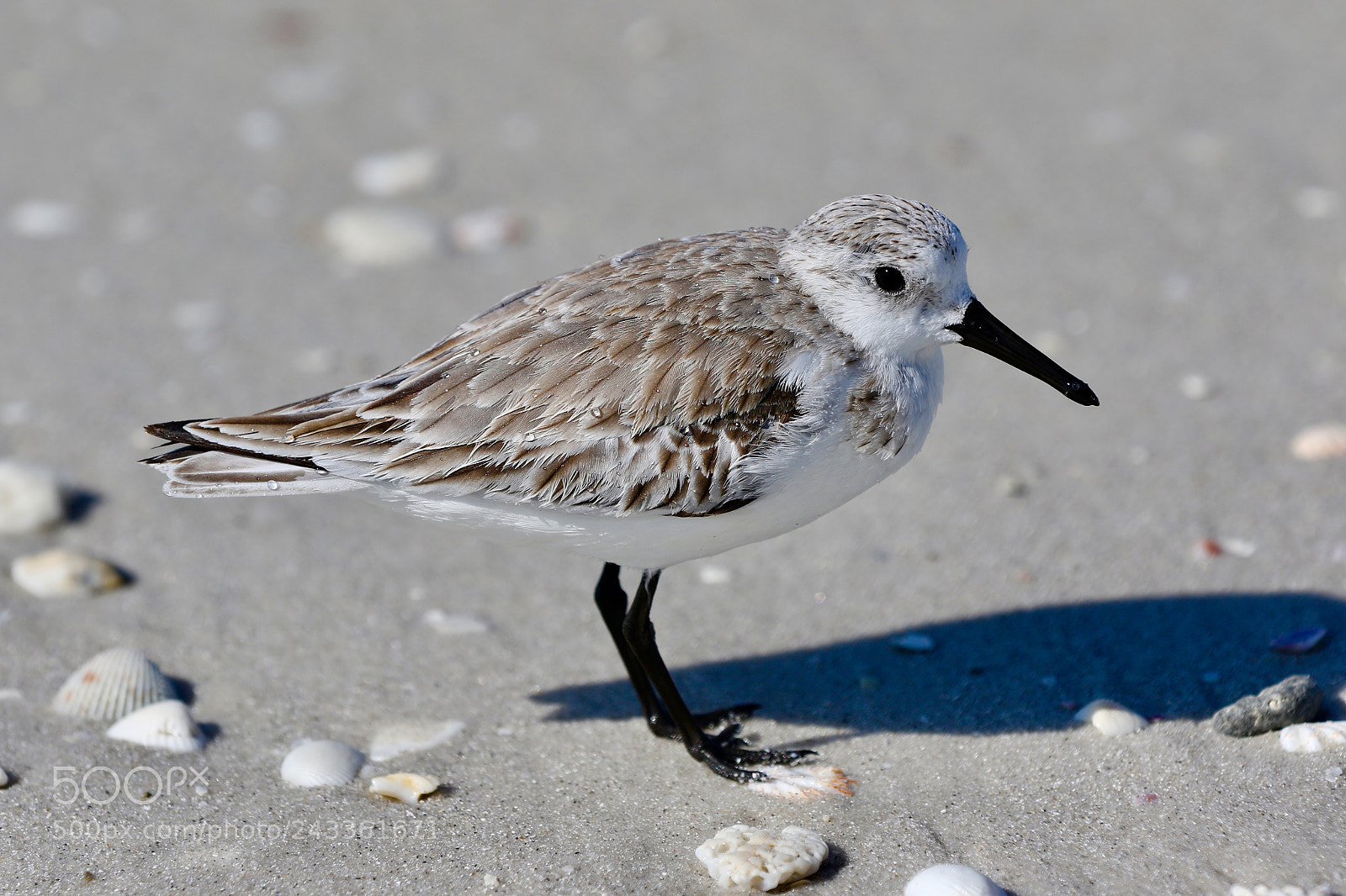 Canon EOS 7D Mark II sample photo. Snowy plover photography