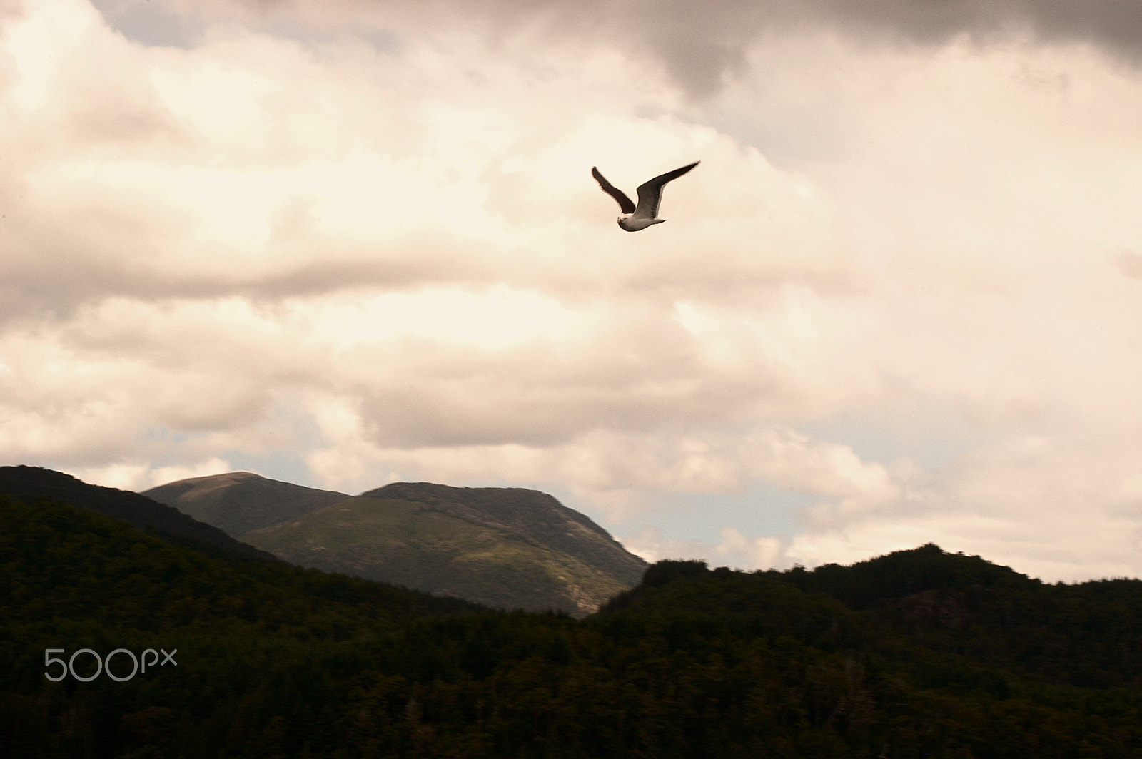 AF Zoom-Nikkor 35-70mm f/3.3-4.5 N sample photo. En pleno vuelo photography