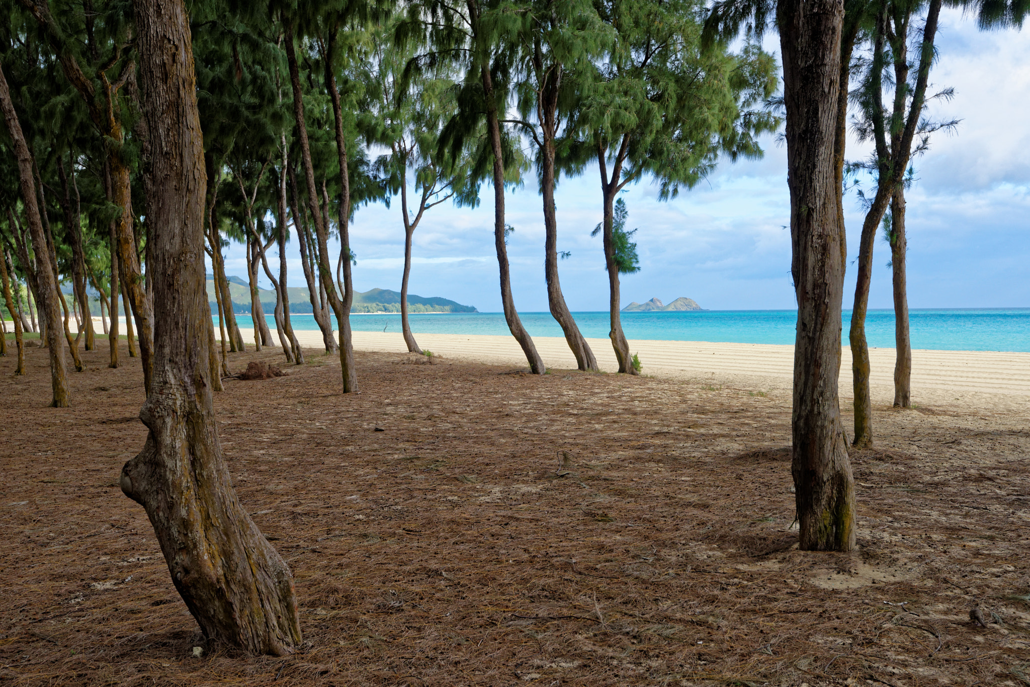 Nikon D810 + Nikon AF-S Nikkor 16-35mm F4G ED VR sample photo. Beach thru the trees photography