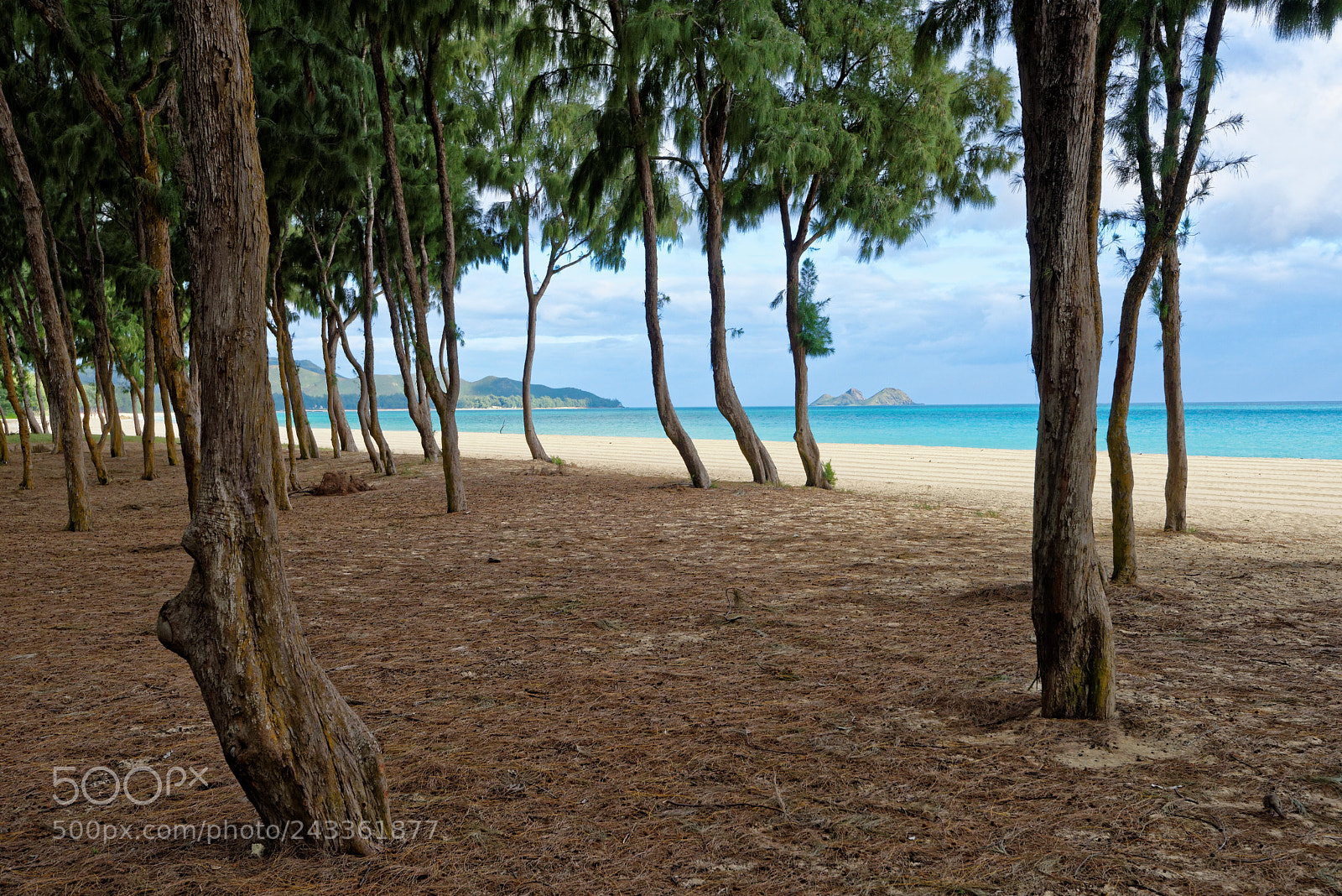 Nikon D810 + Nikon AF-S Nikkor 16-35mm F4G ED VR sample photo. "Beach thru the trees" photography