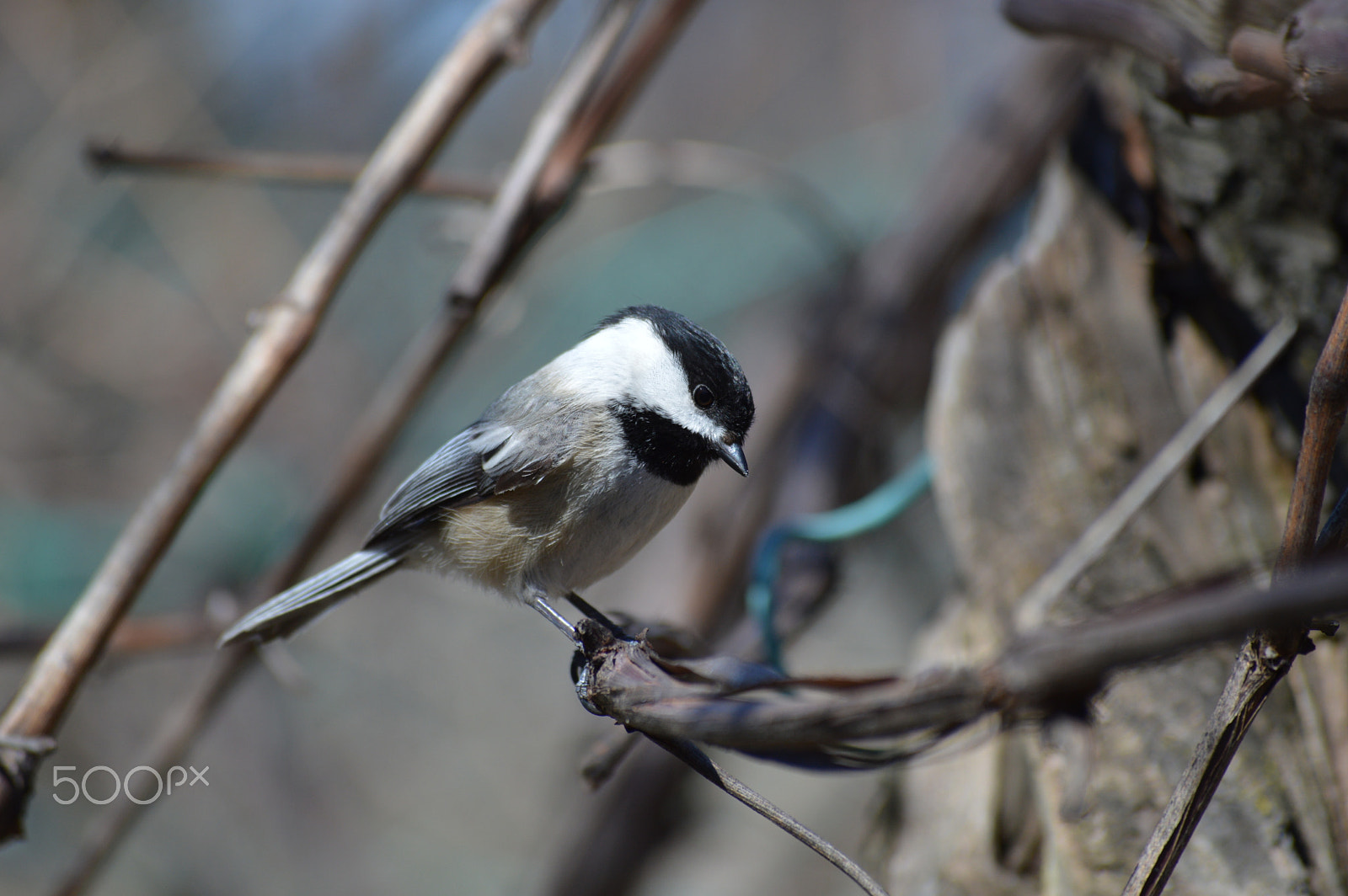 Nikon D3200 sample photo. Up close and personal photography