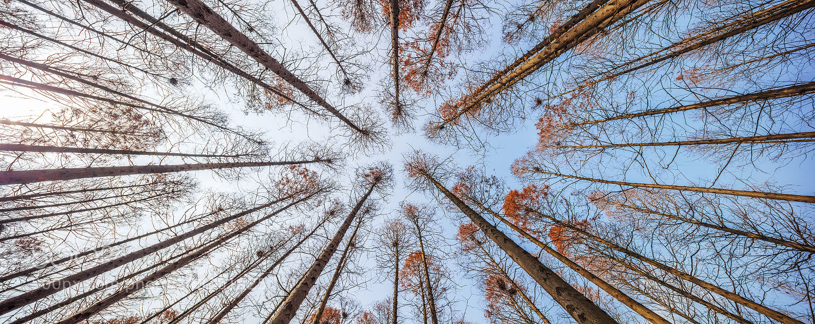 Canon EOS 5DS R sample photo. Look up photography
