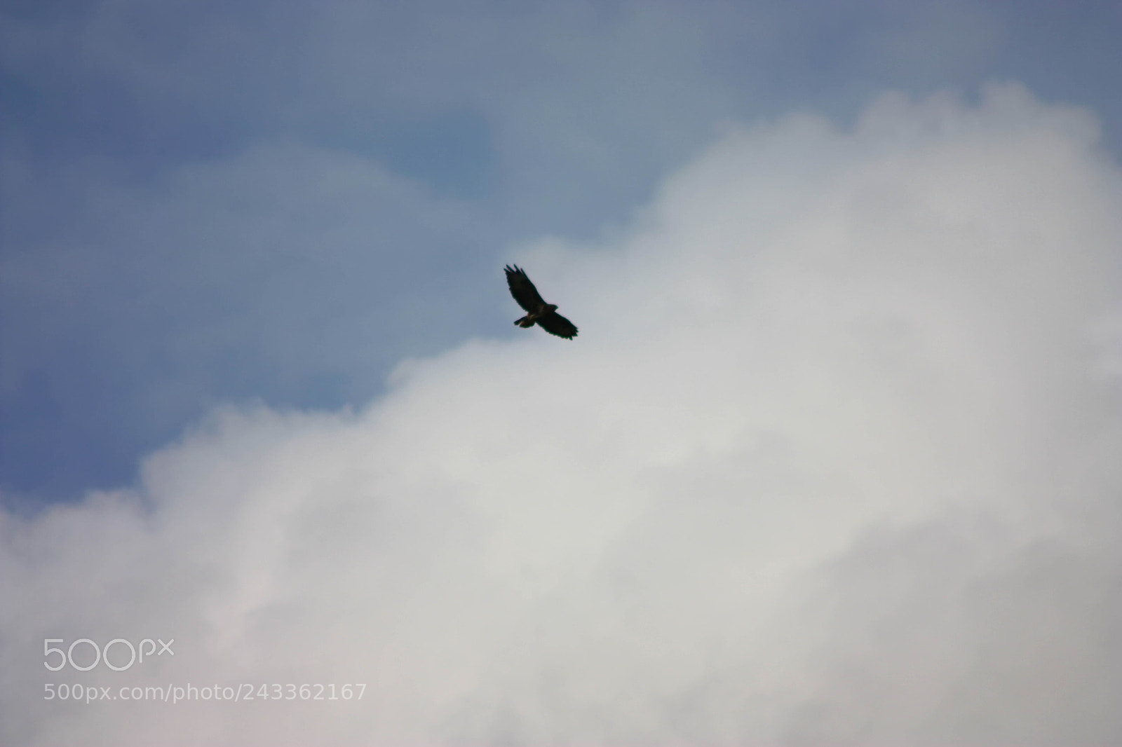 Canon EOS 450D (EOS Rebel XSi / EOS Kiss X2) sample photo. Buzzard flying in the photography
