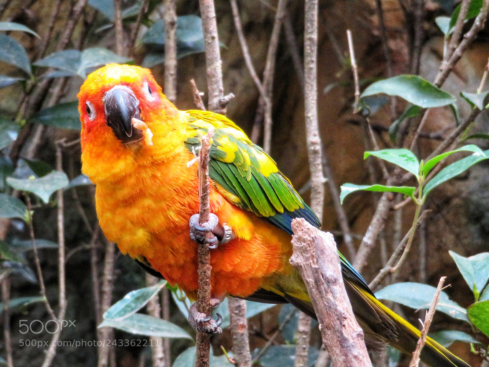 Canon PowerShot SX720 HS sample photo. Sun conure chewing photography