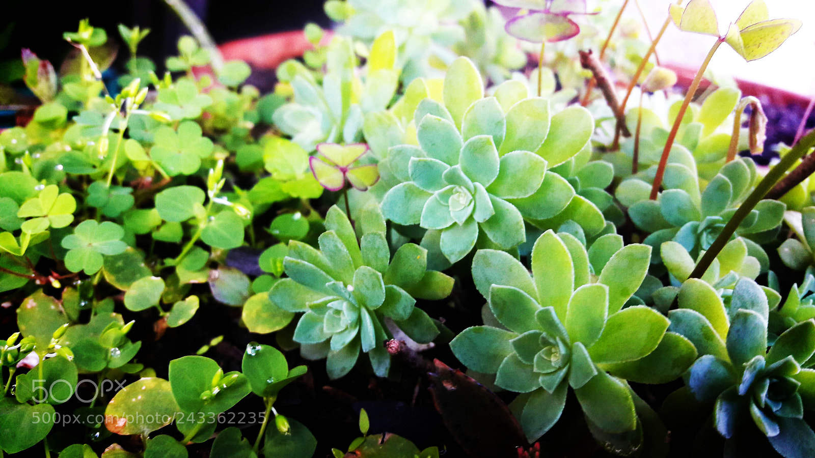 Samsung Galaxy A5(2016) sample photo. Suculentas photography