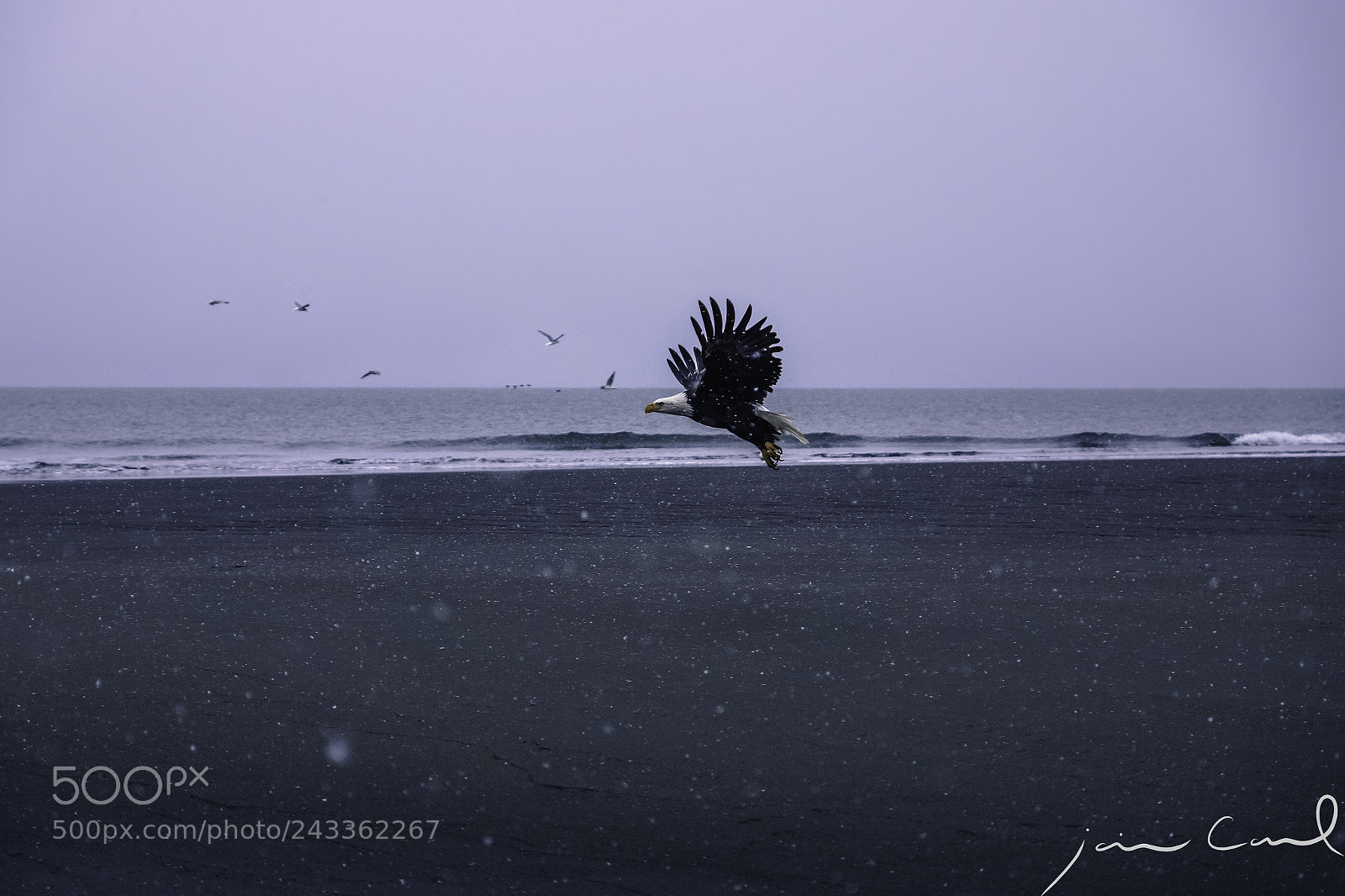 Sony SLT-A77 sample photo. Eagle flying through the photography