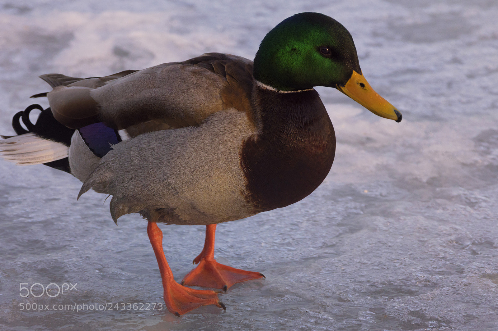 Nikon D7200 sample photo. Male mallard photography