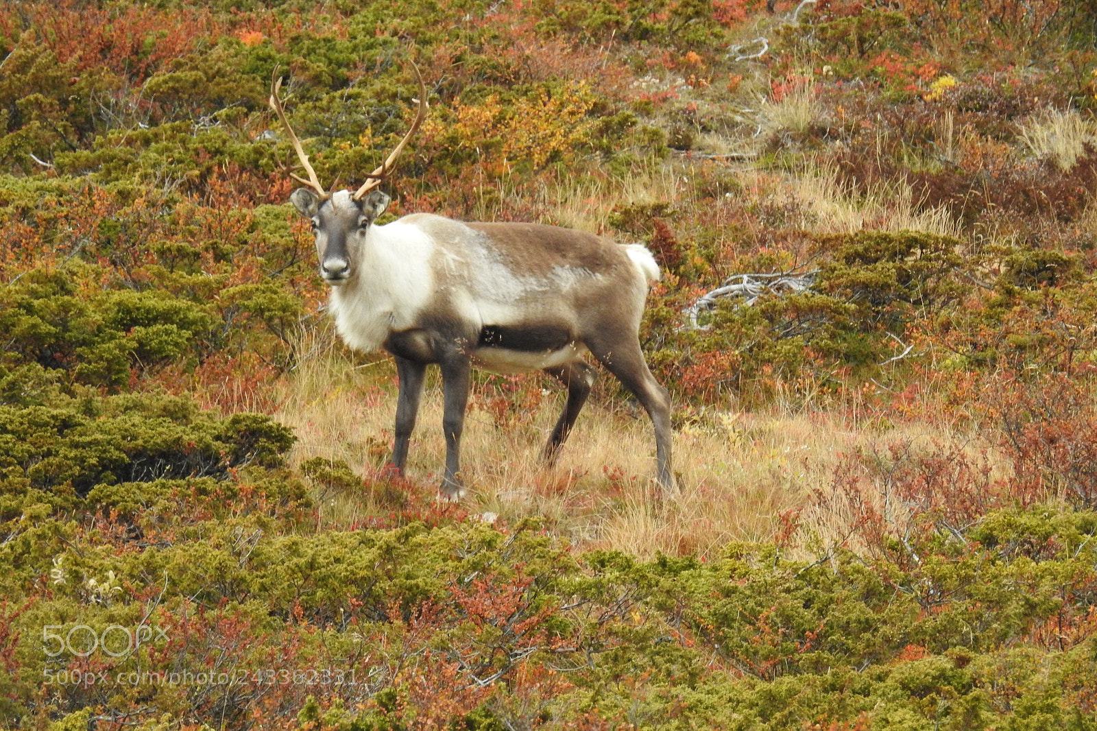 Nikon Coolpix P900 sample photo. Reindeer photography