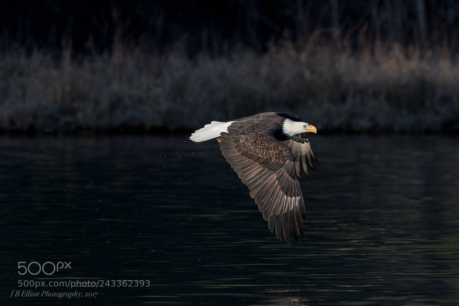 Canon EOS 7D Mark II sample photo. Low flying eagle photography