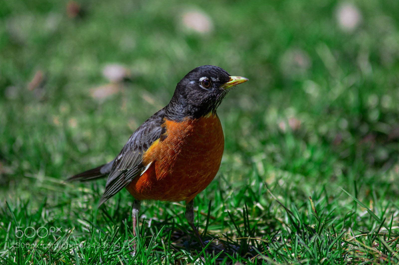 Nikon D3200 sample photo. Hard look photography