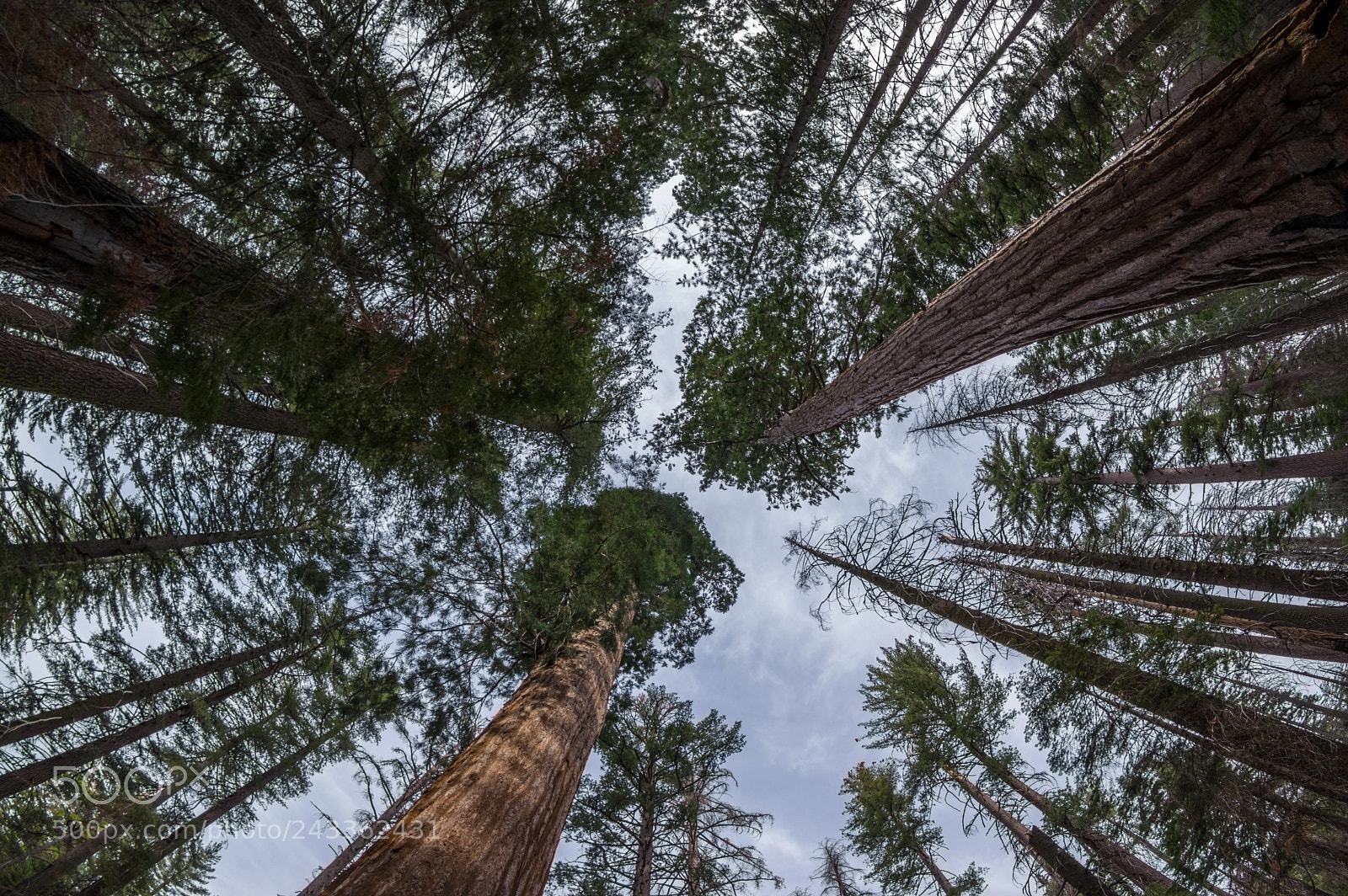Pentax K-3 sample photo. Sequoias photography