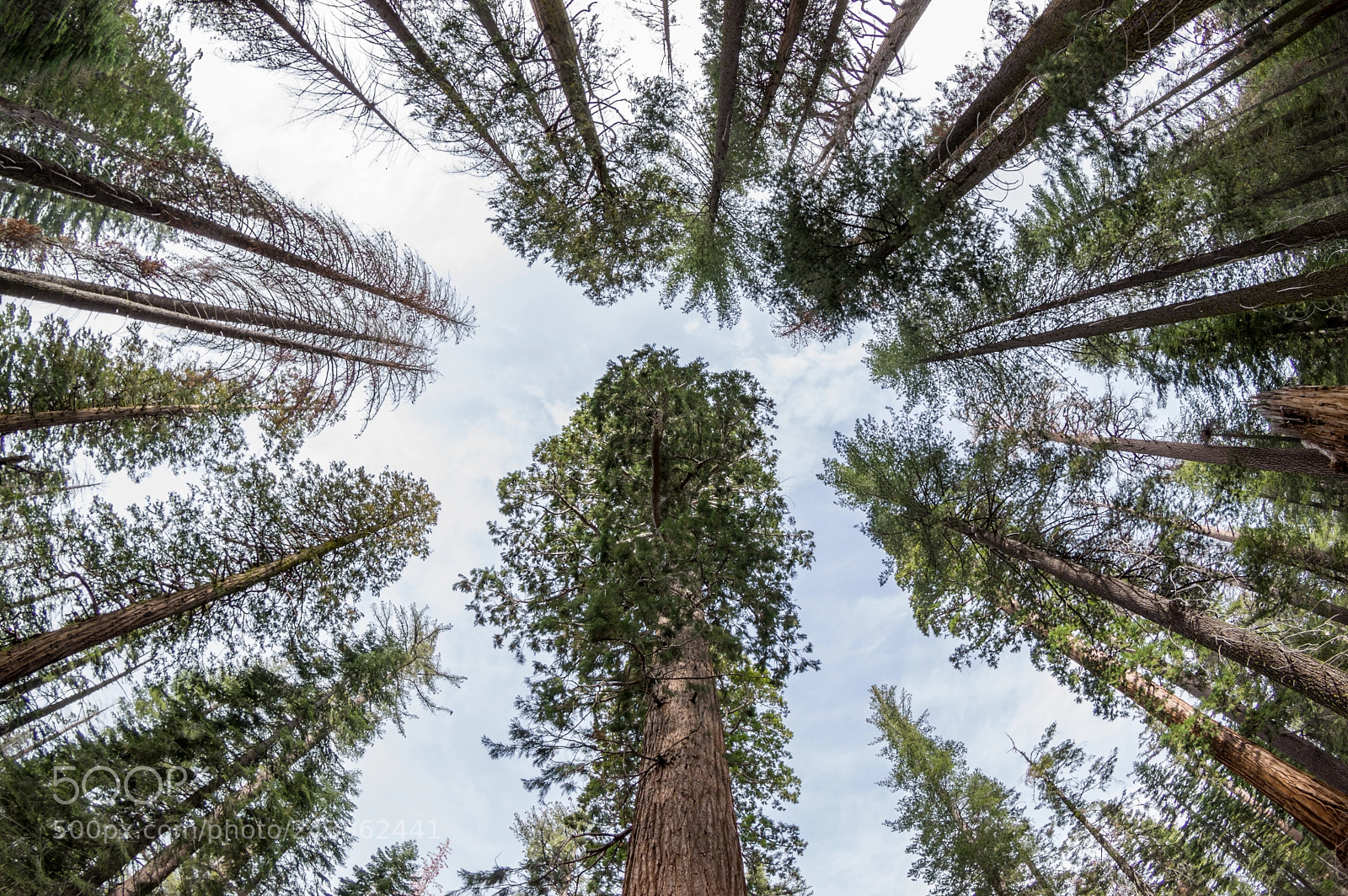 Pentax K-3 sample photo. Sequoias photography