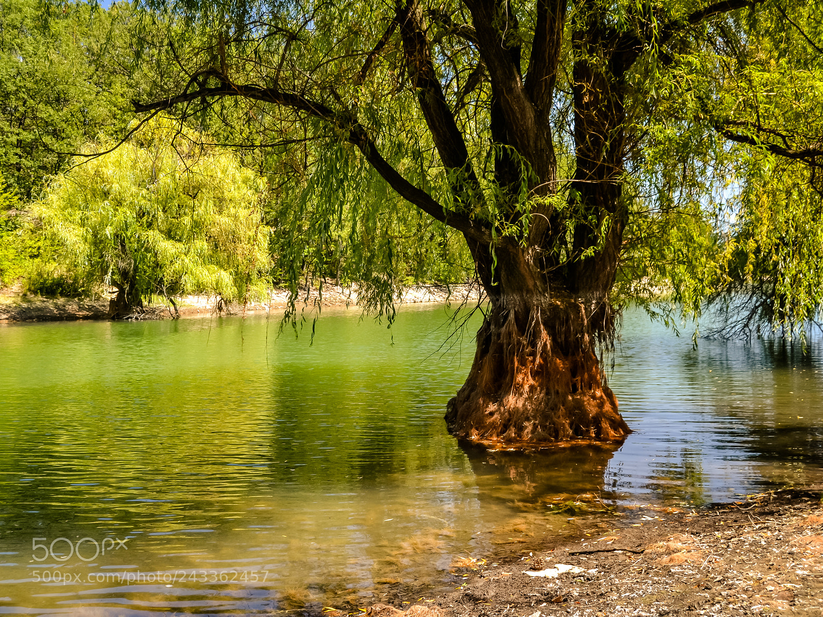 Nikon D3100 sample photo. Willow tree in water photography