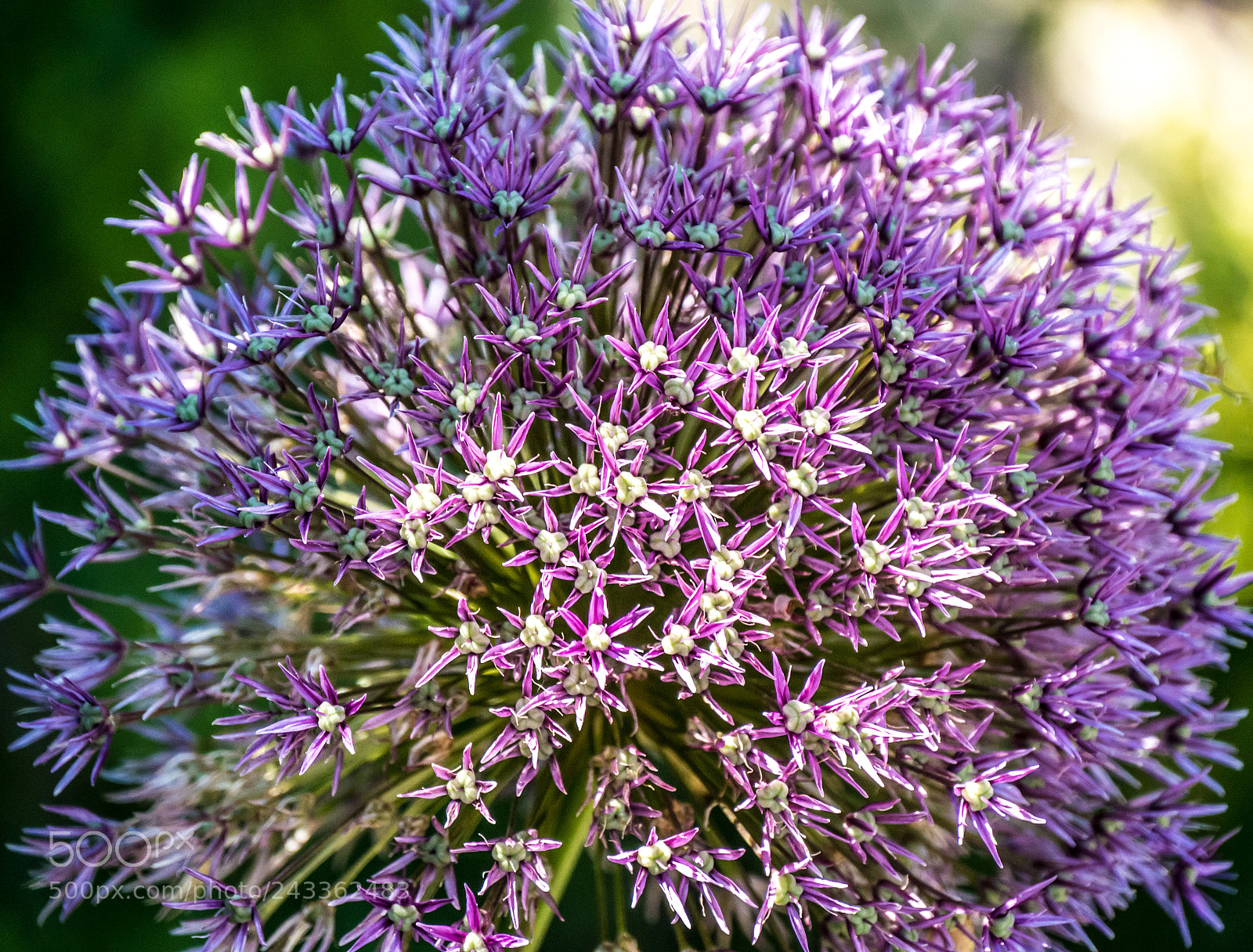 Panasonic DMC-G70 sample photo. Flower photography