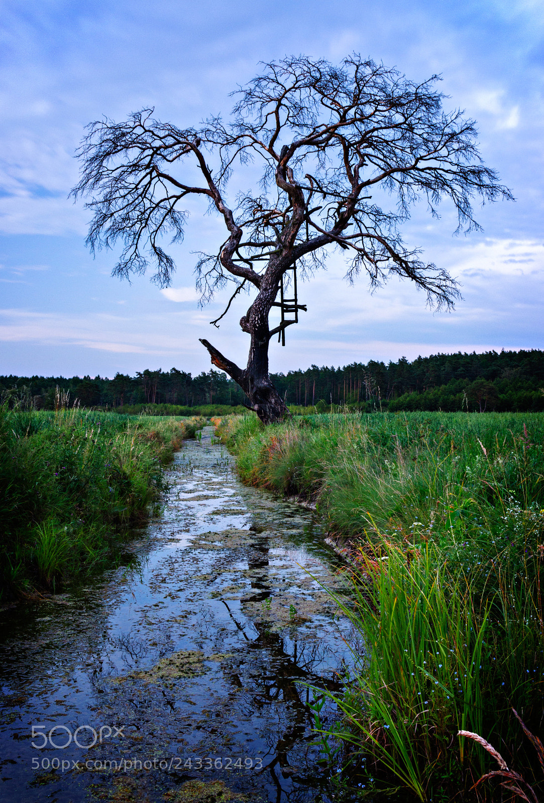 Pentax K-r sample photo. An old tree no photography