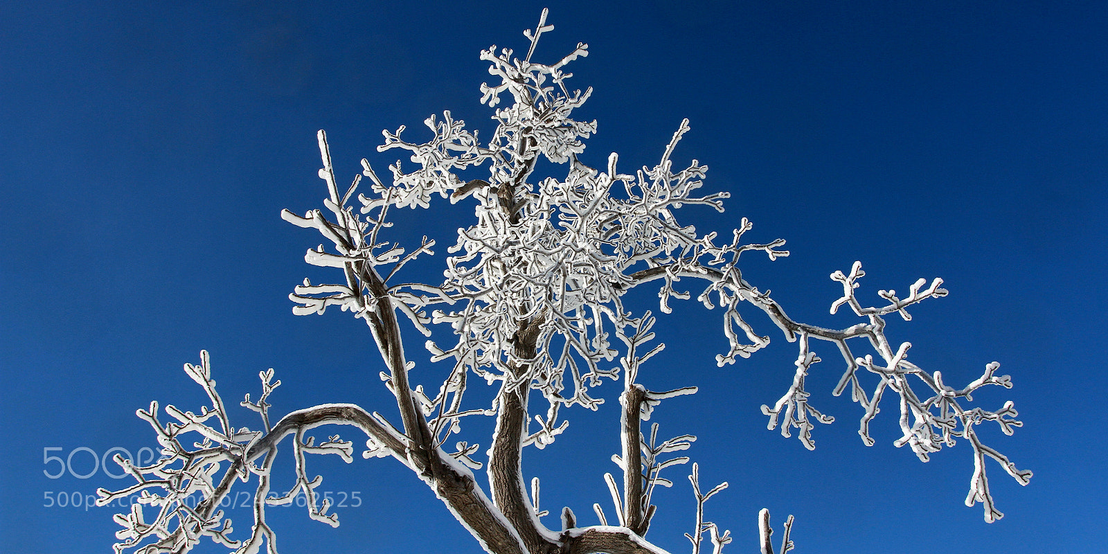 Canon EOS 7D + Canon EF 17-40mm F4L USM sample photo. Icing tree photography