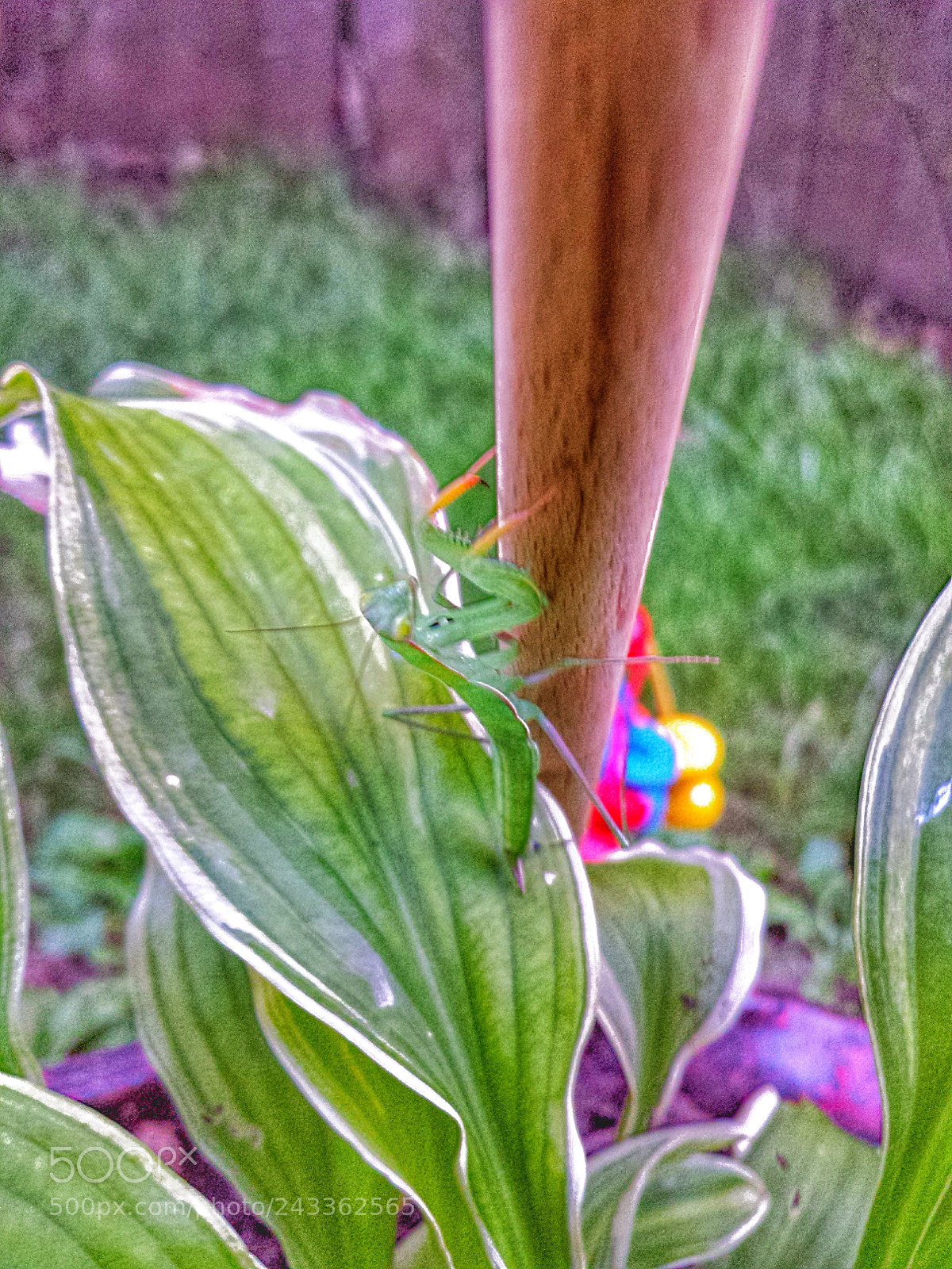 Samsung Galaxy S4 sample photo. Grreny photography