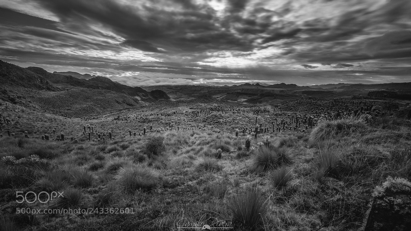 Nikon D810 sample photo. The highlands photography