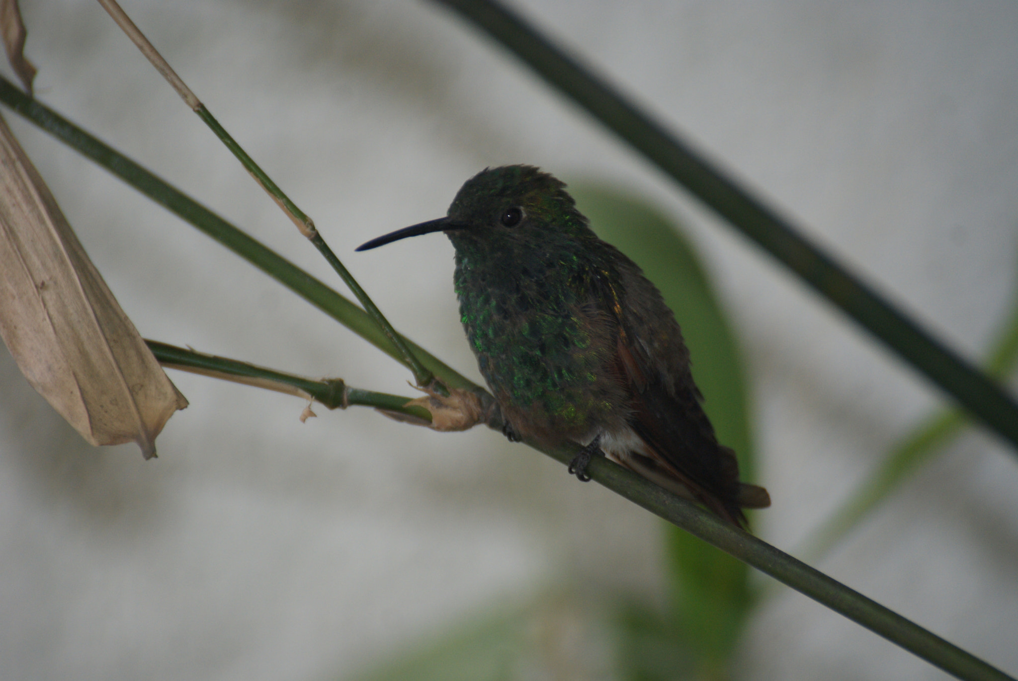 Sony Alpha DSLR-A200 sample photo. Practicing photography