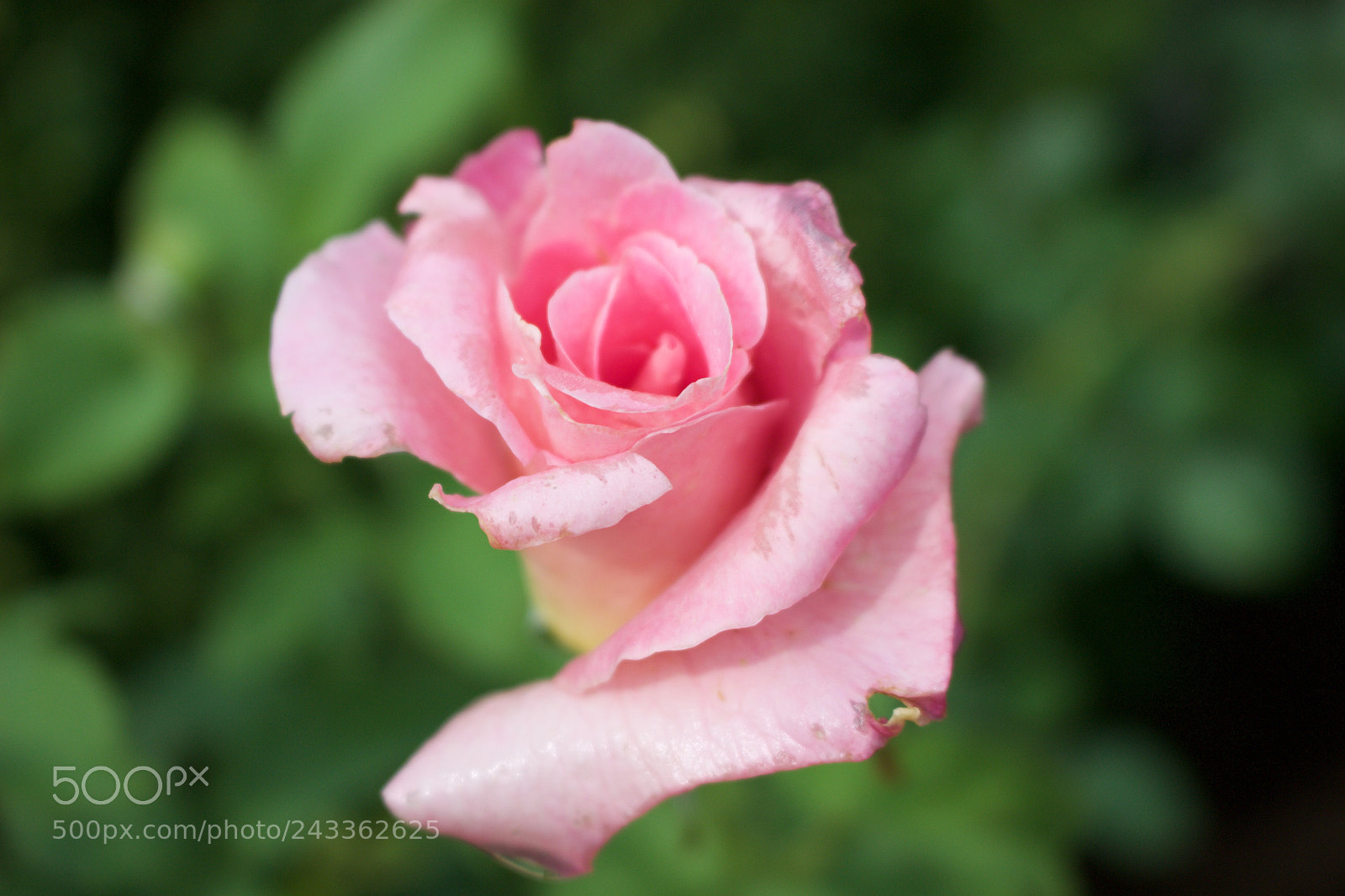 Canon EOS 100D (EOS Rebel SL1 / EOS Kiss X7) sample photo. Img photography