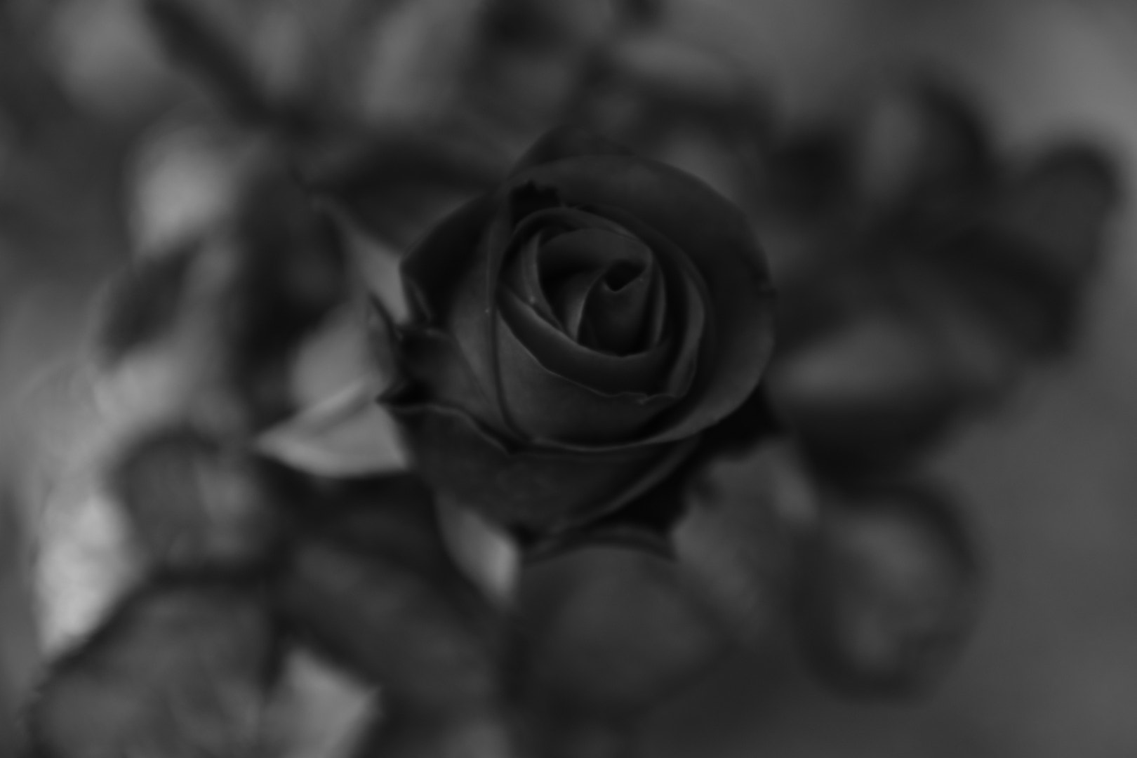 Nikon D7500 sample photo