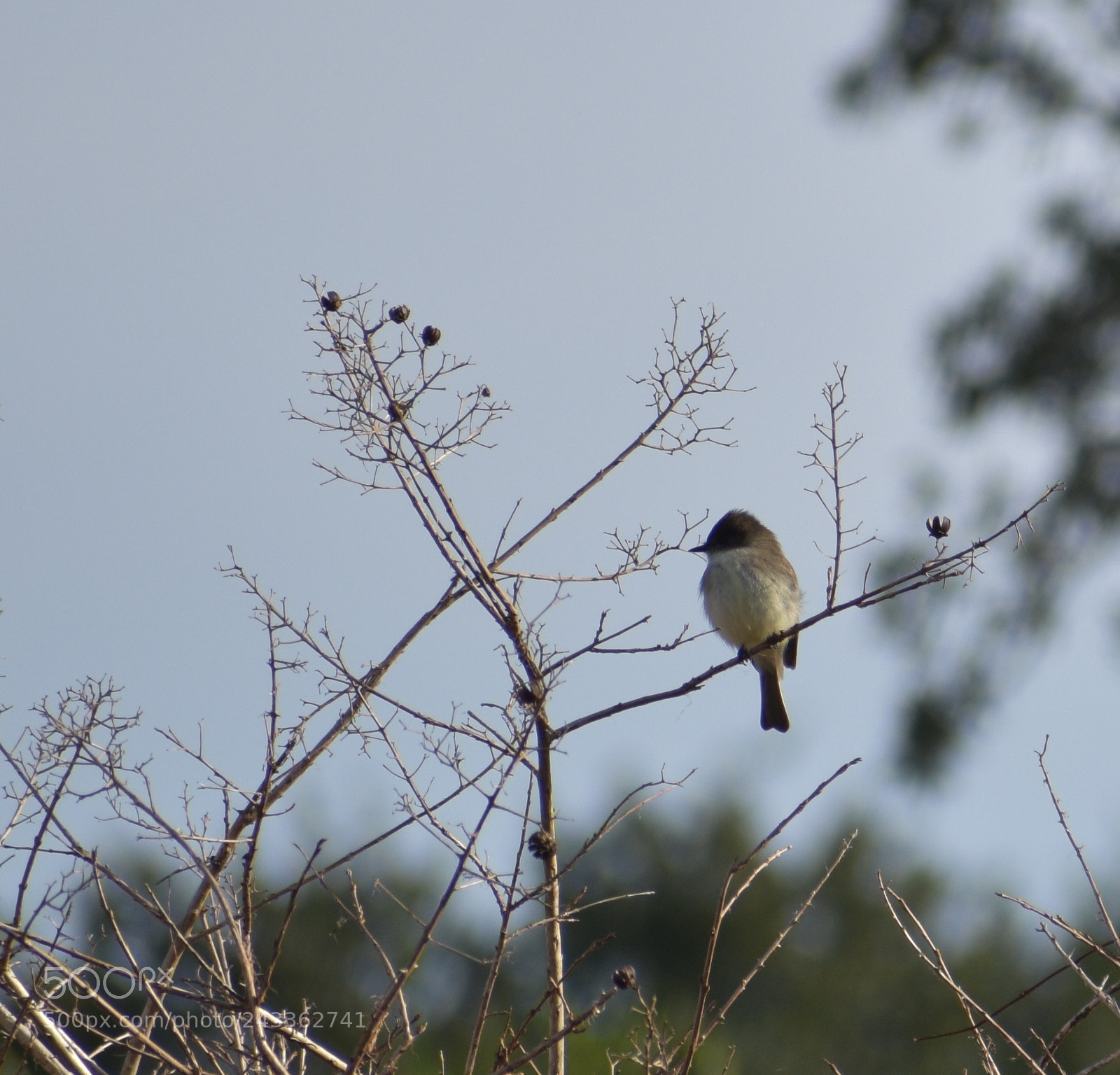 Nikon D5500 sample photo. Eastern phoebe photography