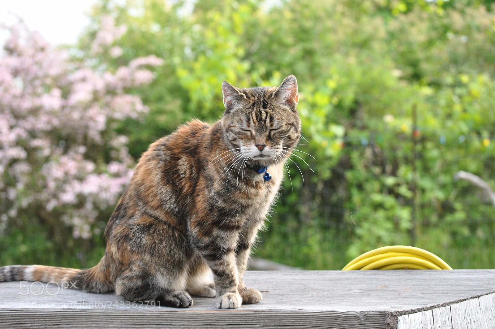 Nikon D90 sample photo. Razzle looks tired photography