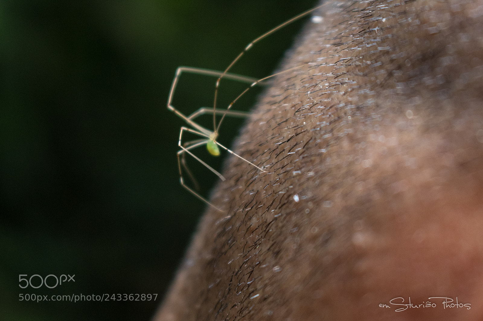 Canon EOS 750D (EOS Rebel T6i / EOS Kiss X8i) sample photo. Spider photography