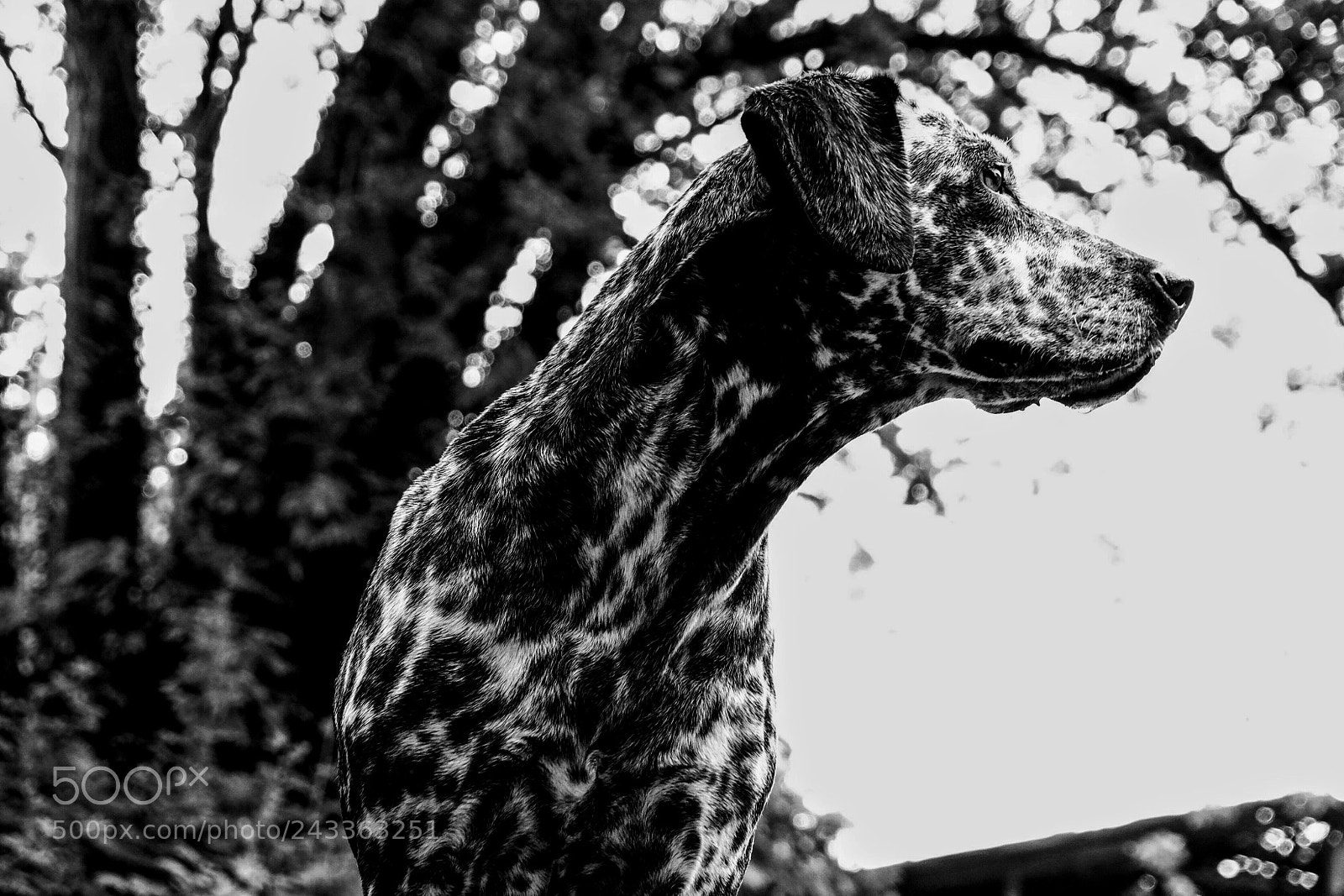 Fujifilm X-T1 sample photo. Untitled photography