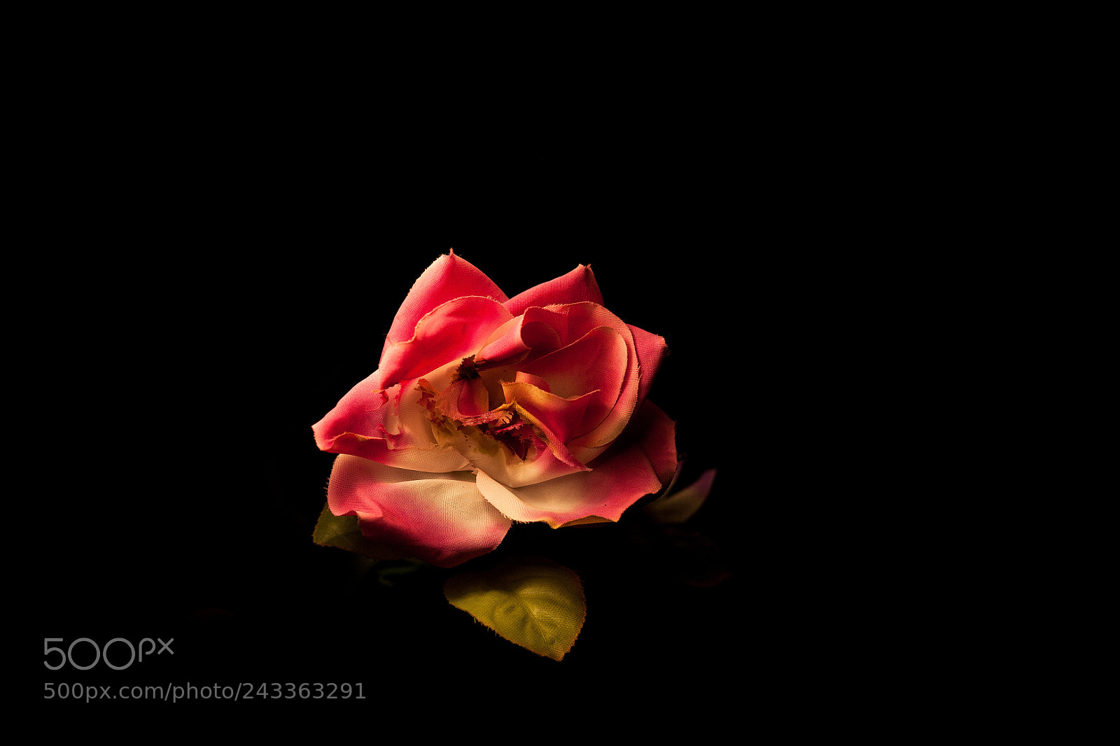 Canon EOS 5D sample photo. Blume photography