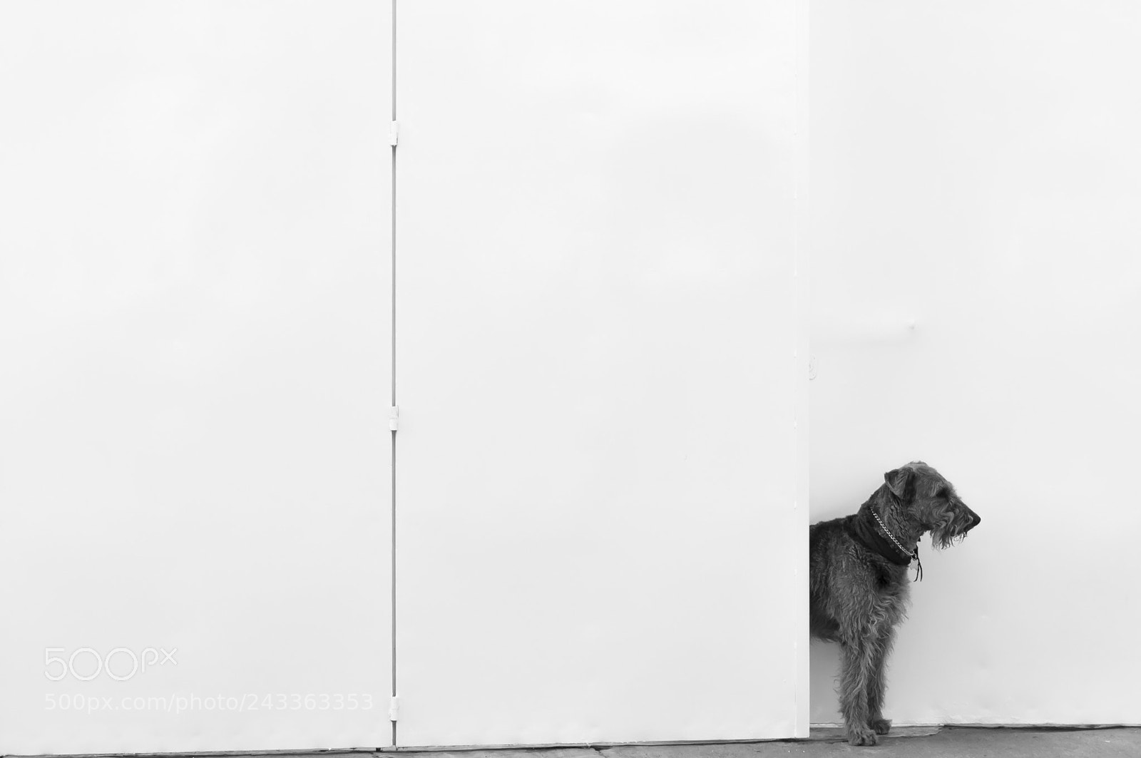 Sony SLT-A57 sample photo. Half dog on white photography