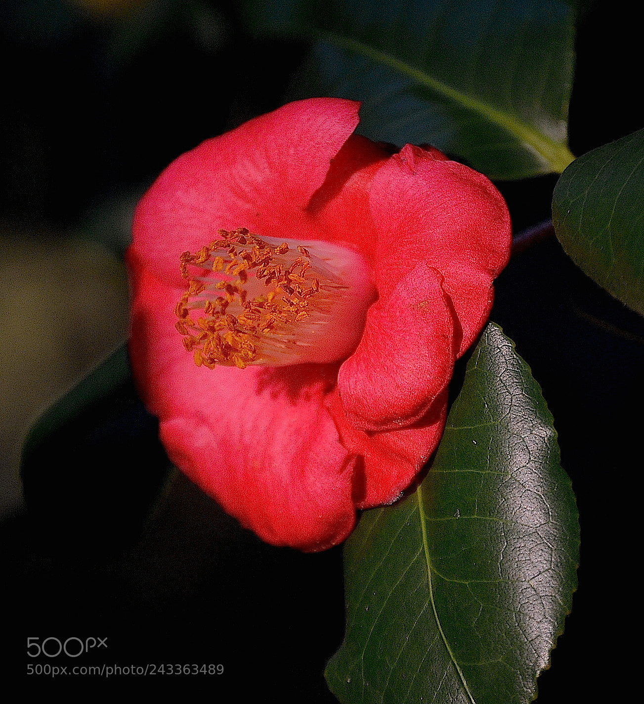 Nikon D5100 sample photo. Camellia photography