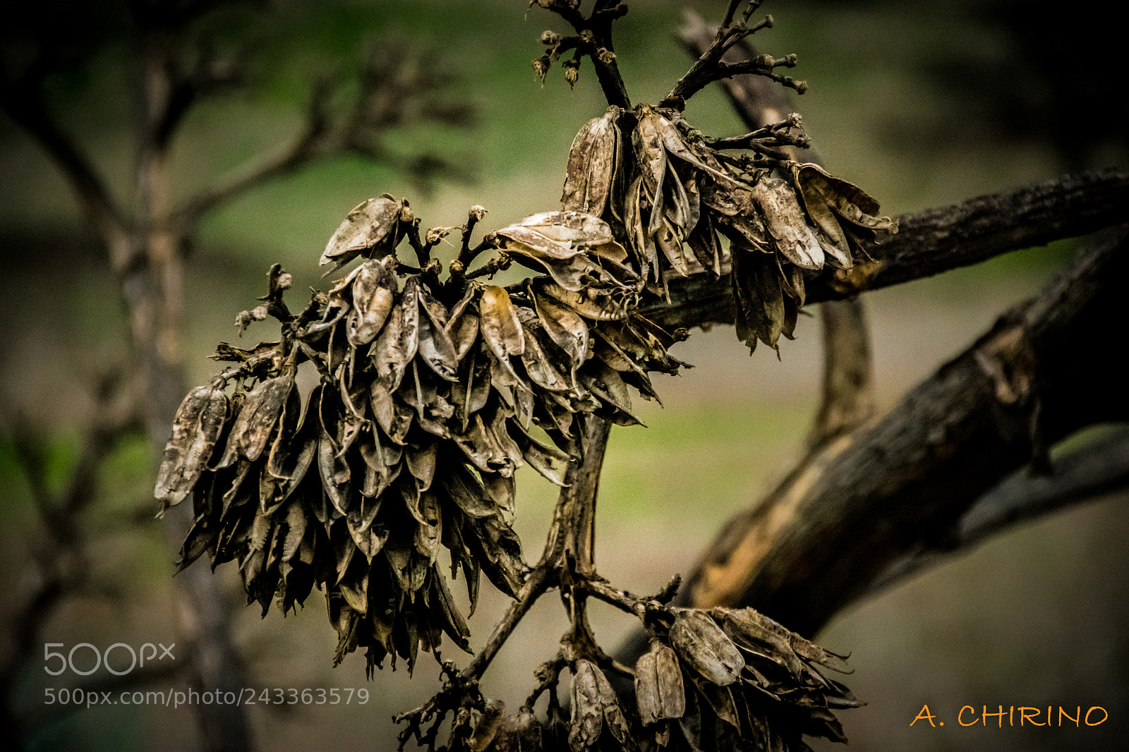 Nikon D3400 sample photo. Dead tree photography