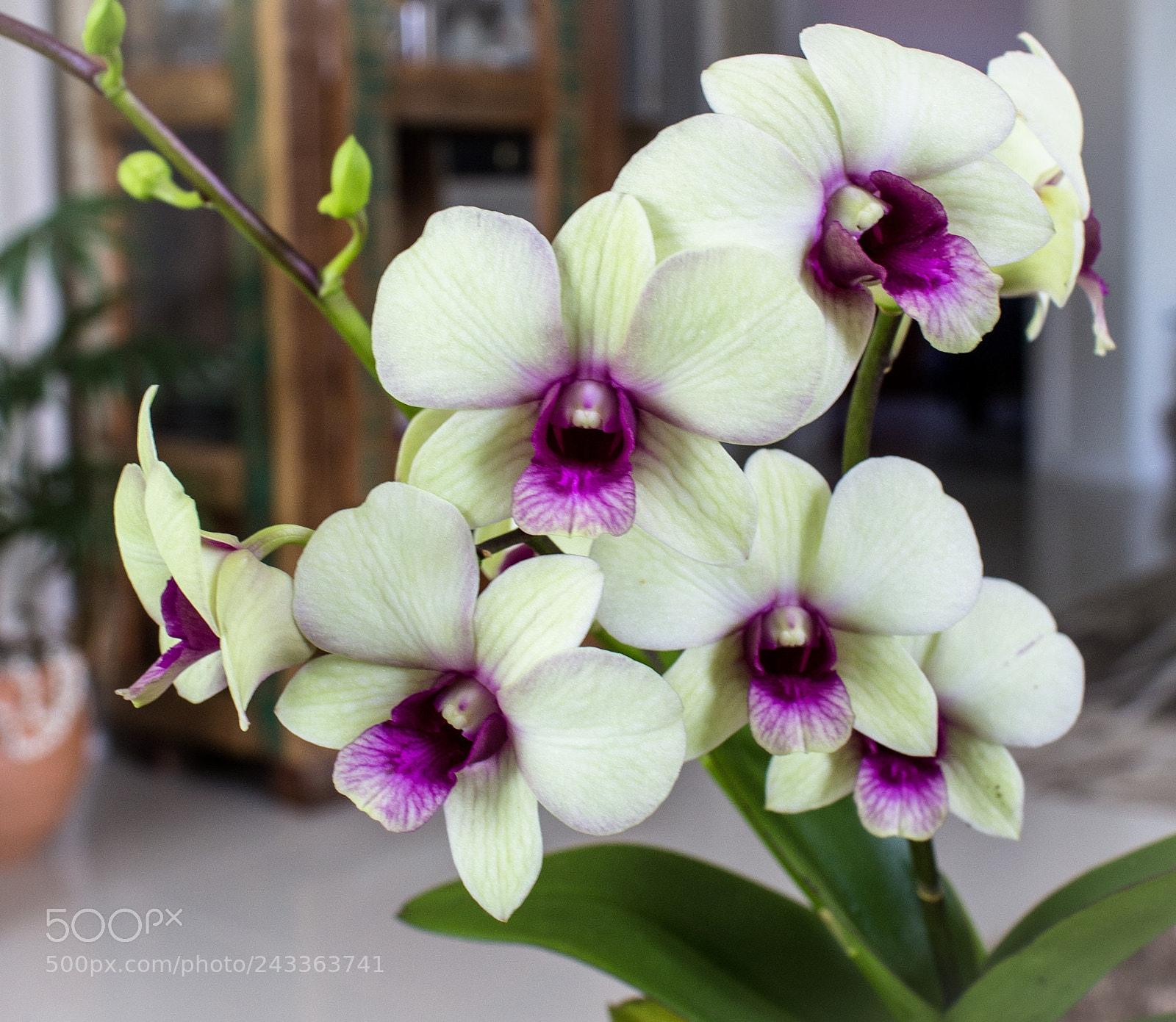 Canon EOS 1200D (EOS Rebel T5 / EOS Kiss X70 / EOS Hi) sample photo. Orquídea photography