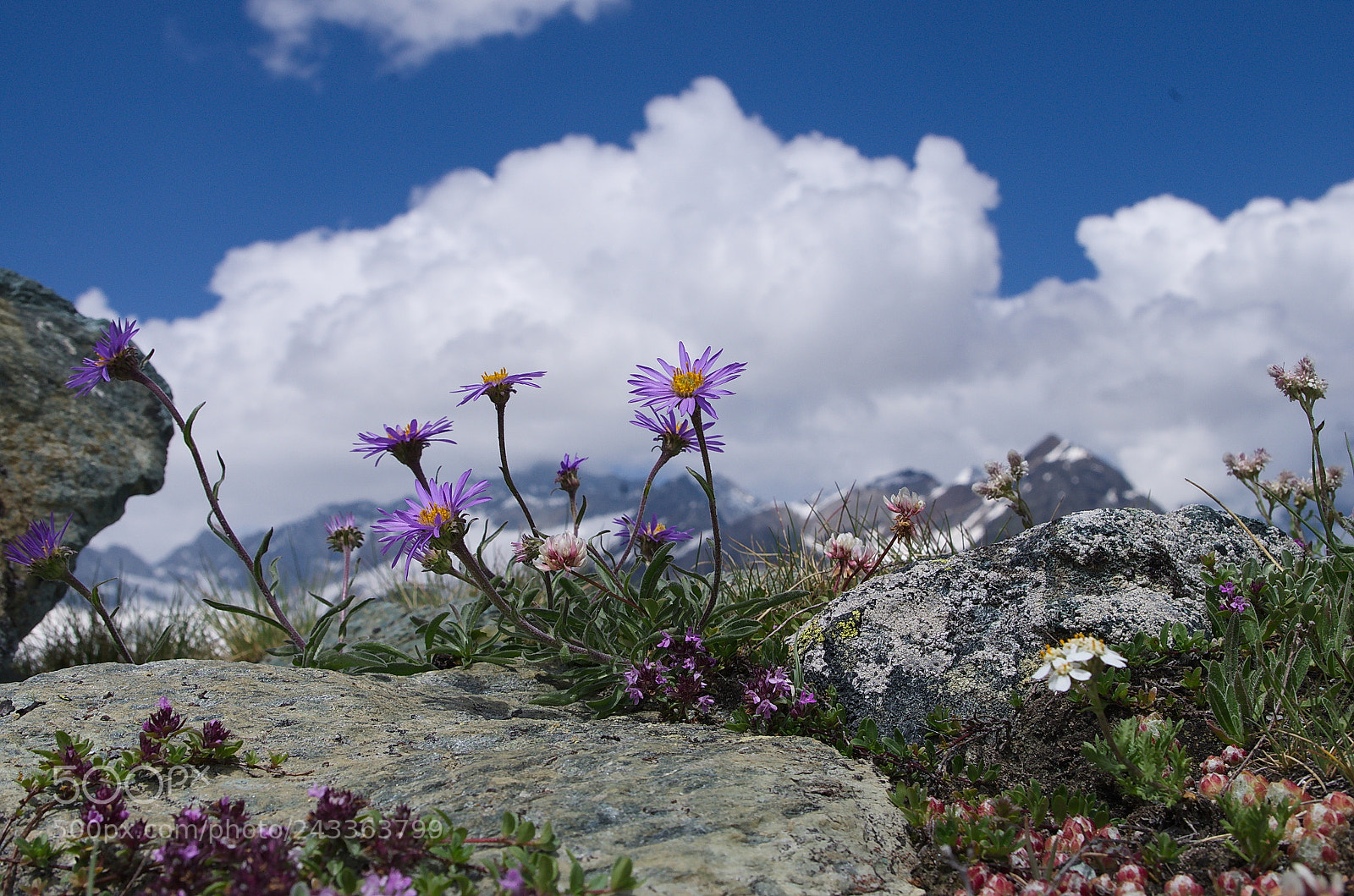 Pentax K-30 sample photo. Rosliny photography