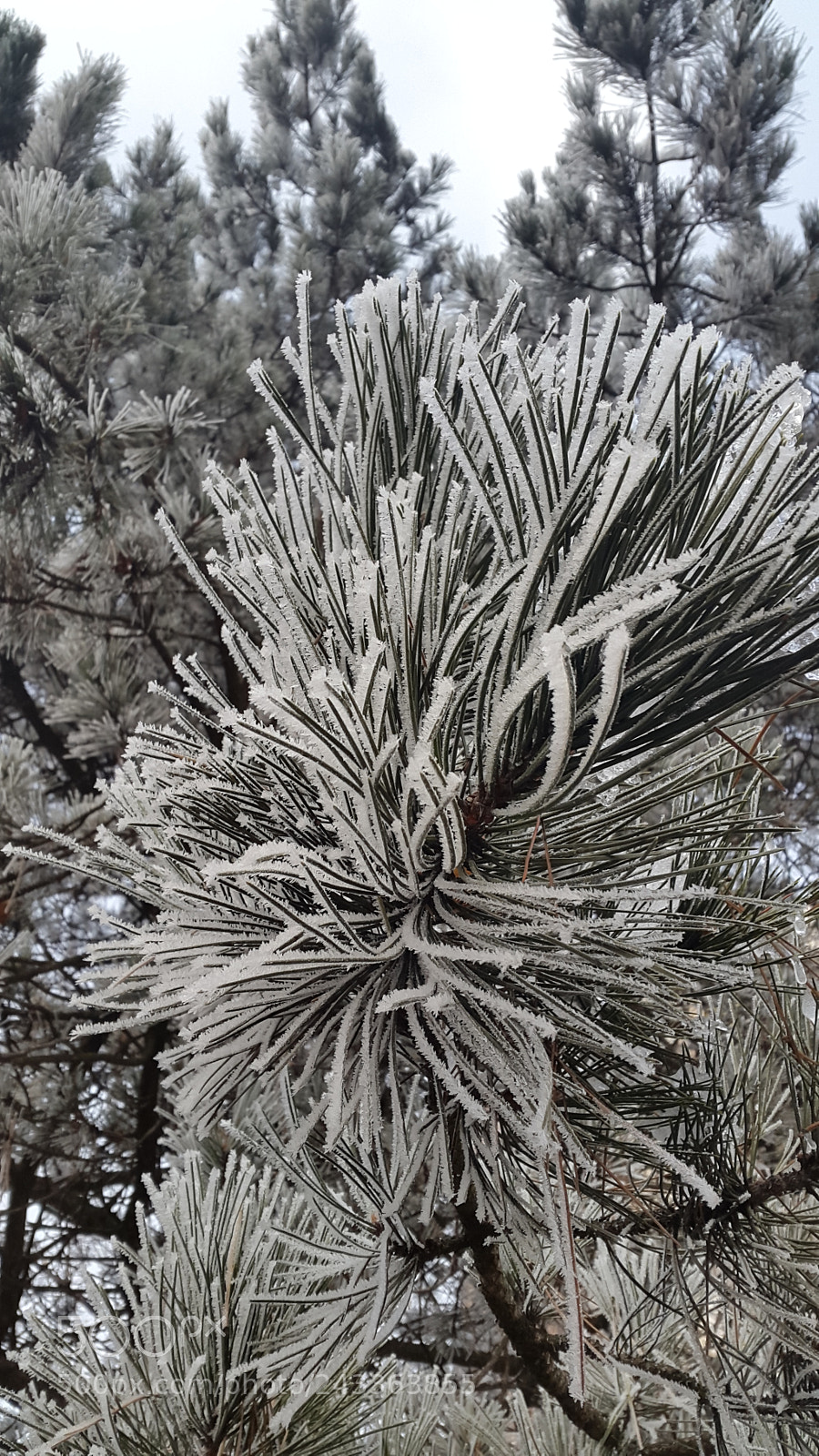 Samsung Galaxy Alpha sample photo. Untitled photography
