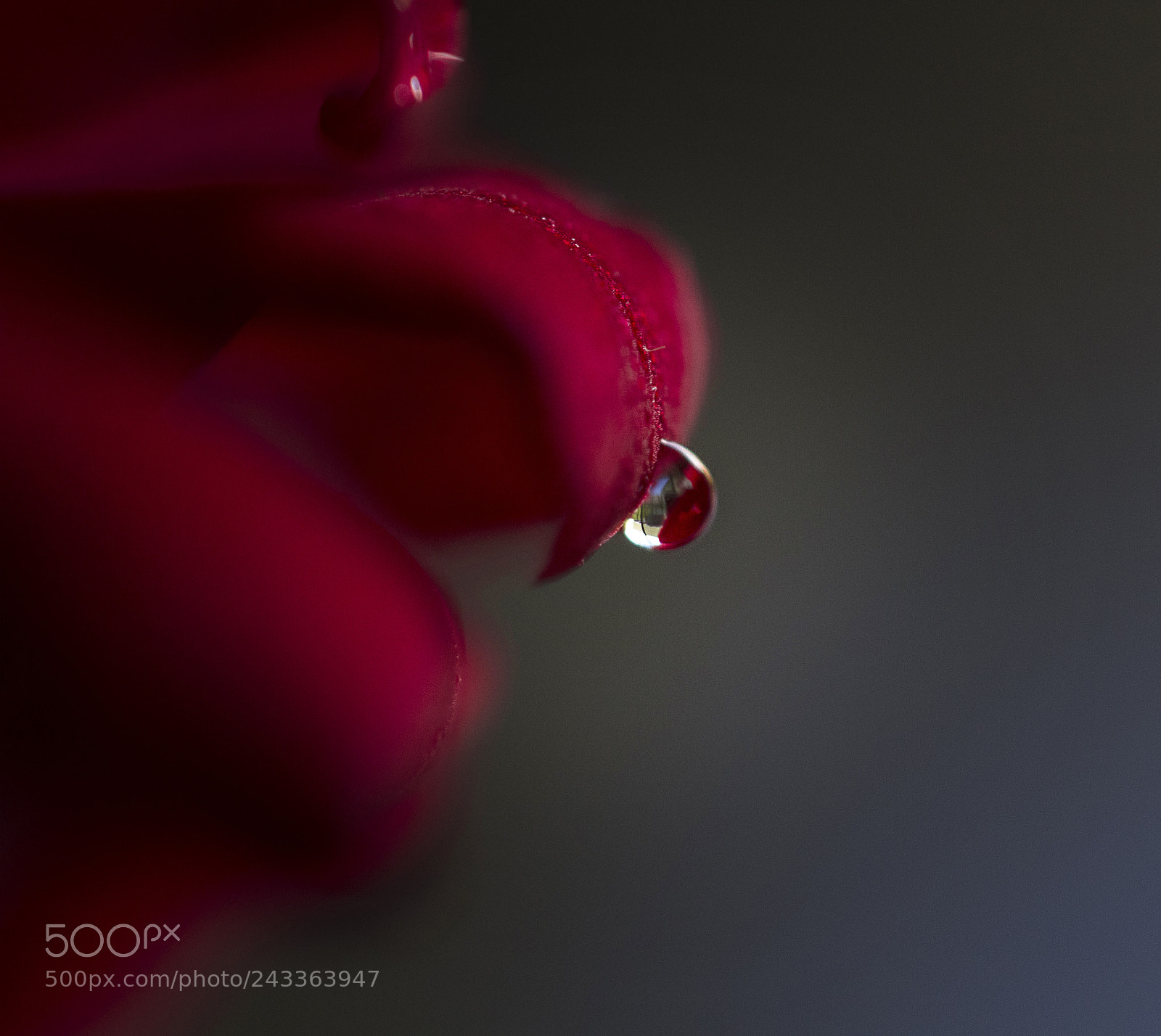 Canon EOS 60D sample photo. Red rose photography