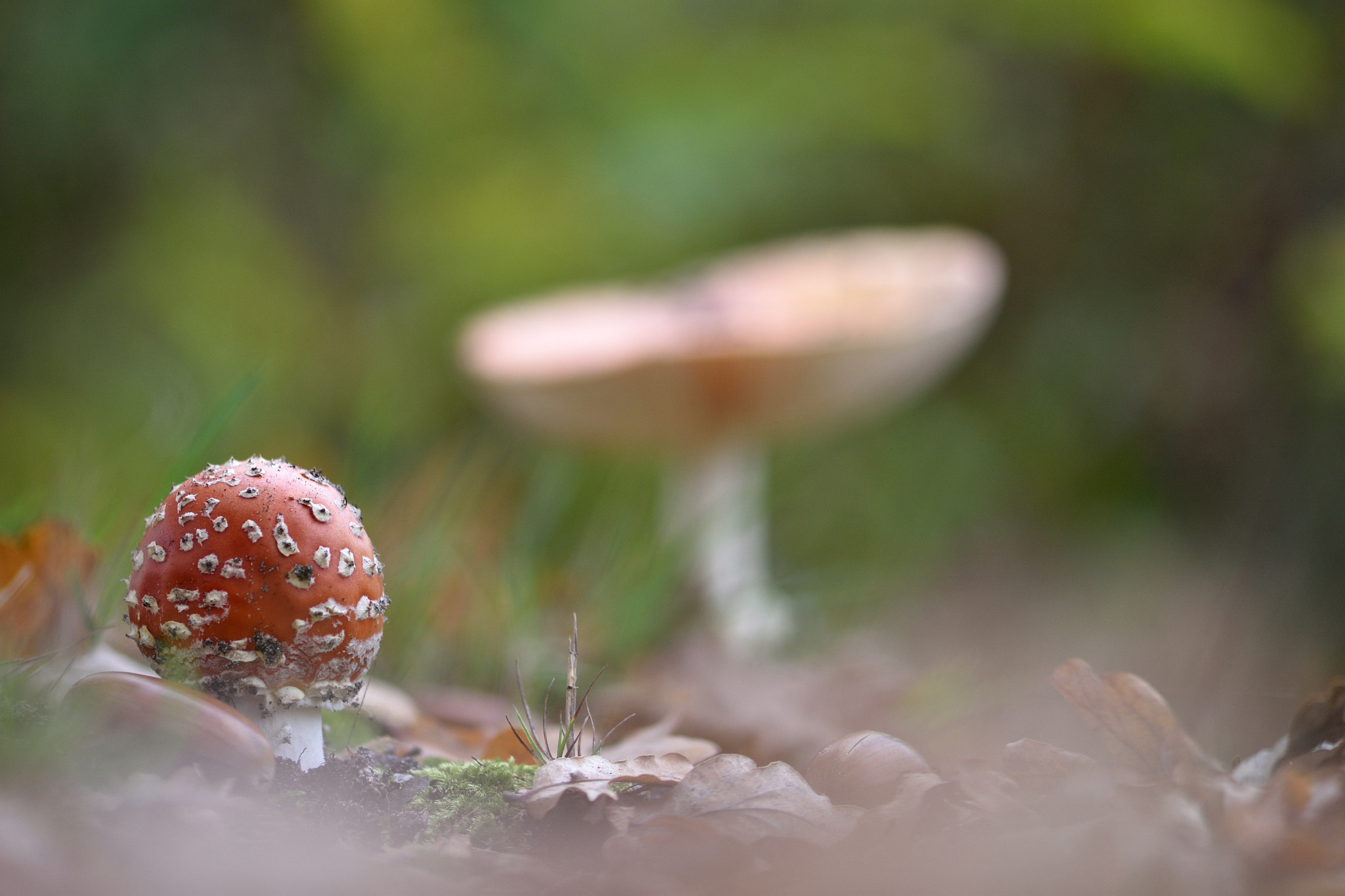 Nikon AF-S Micro-Nikkor 105mm F2.8G IF-ED VR sample photo. Amanita photography