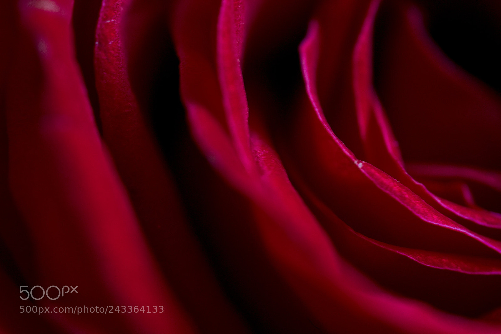 Canon EOS 60D sample photo. Red rose close up photography