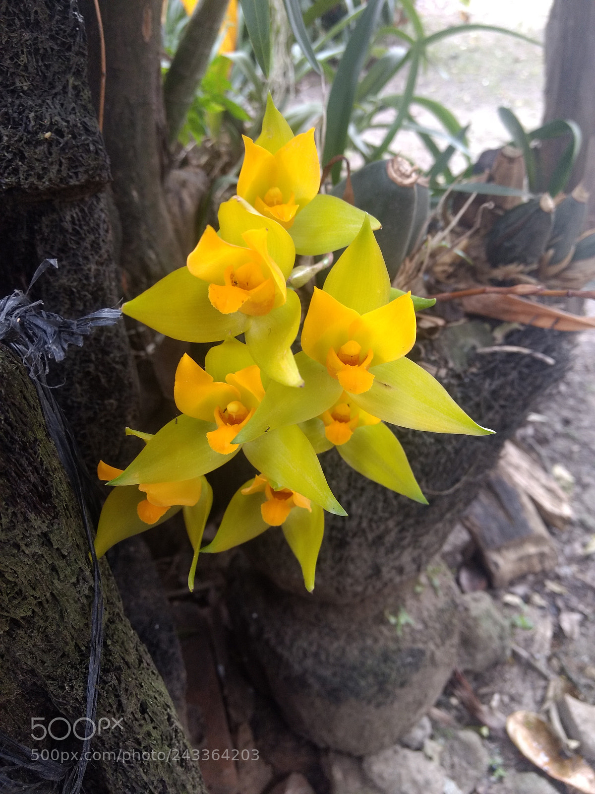 Motorola Moto Z Play sample photo. Yellow orchids photography