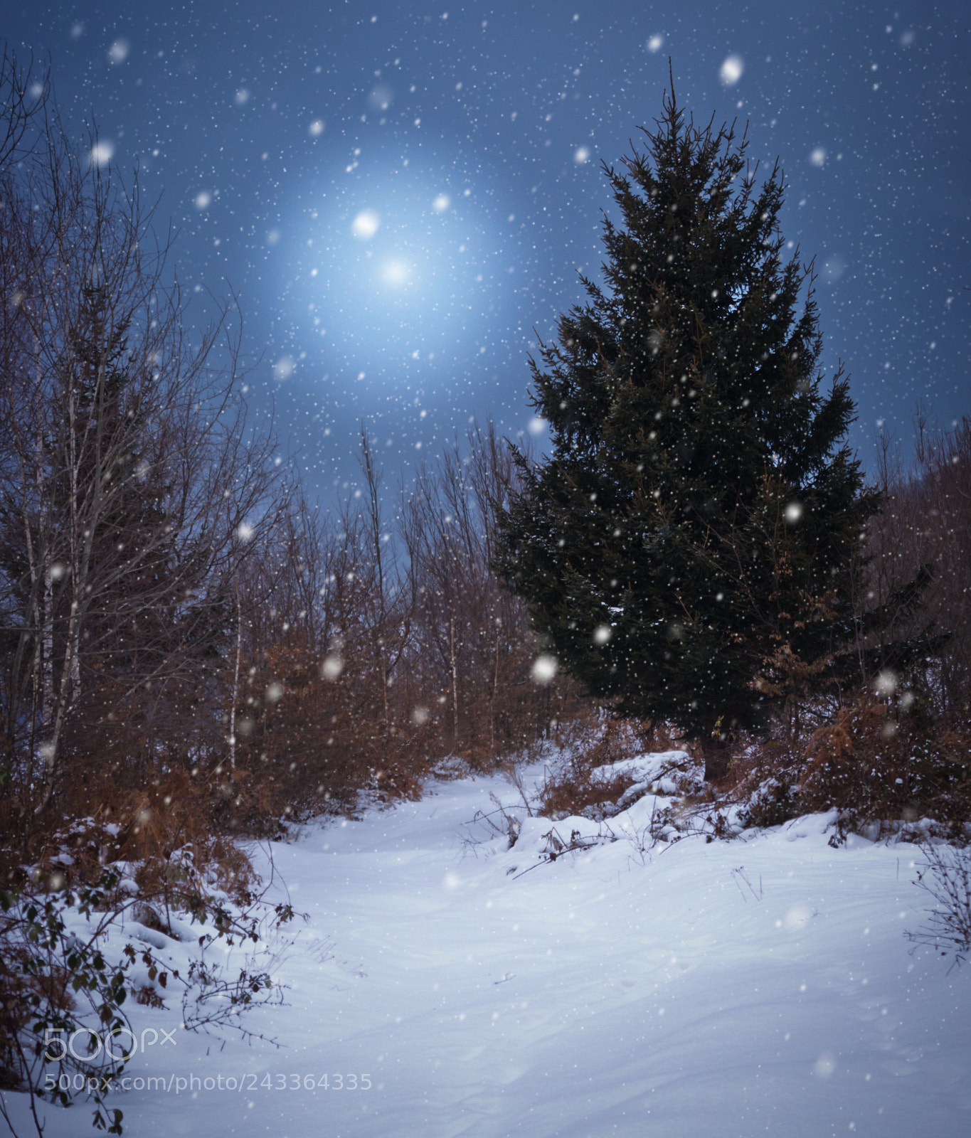 Samsung NX1000 sample photo. Let it snow! photography