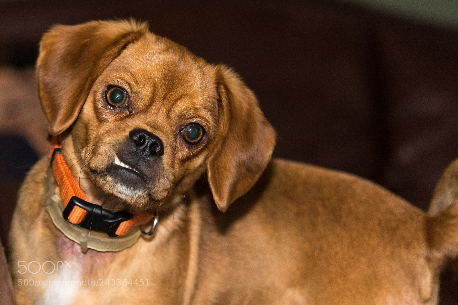 Nikon D7100 sample photo. Daisy photography
